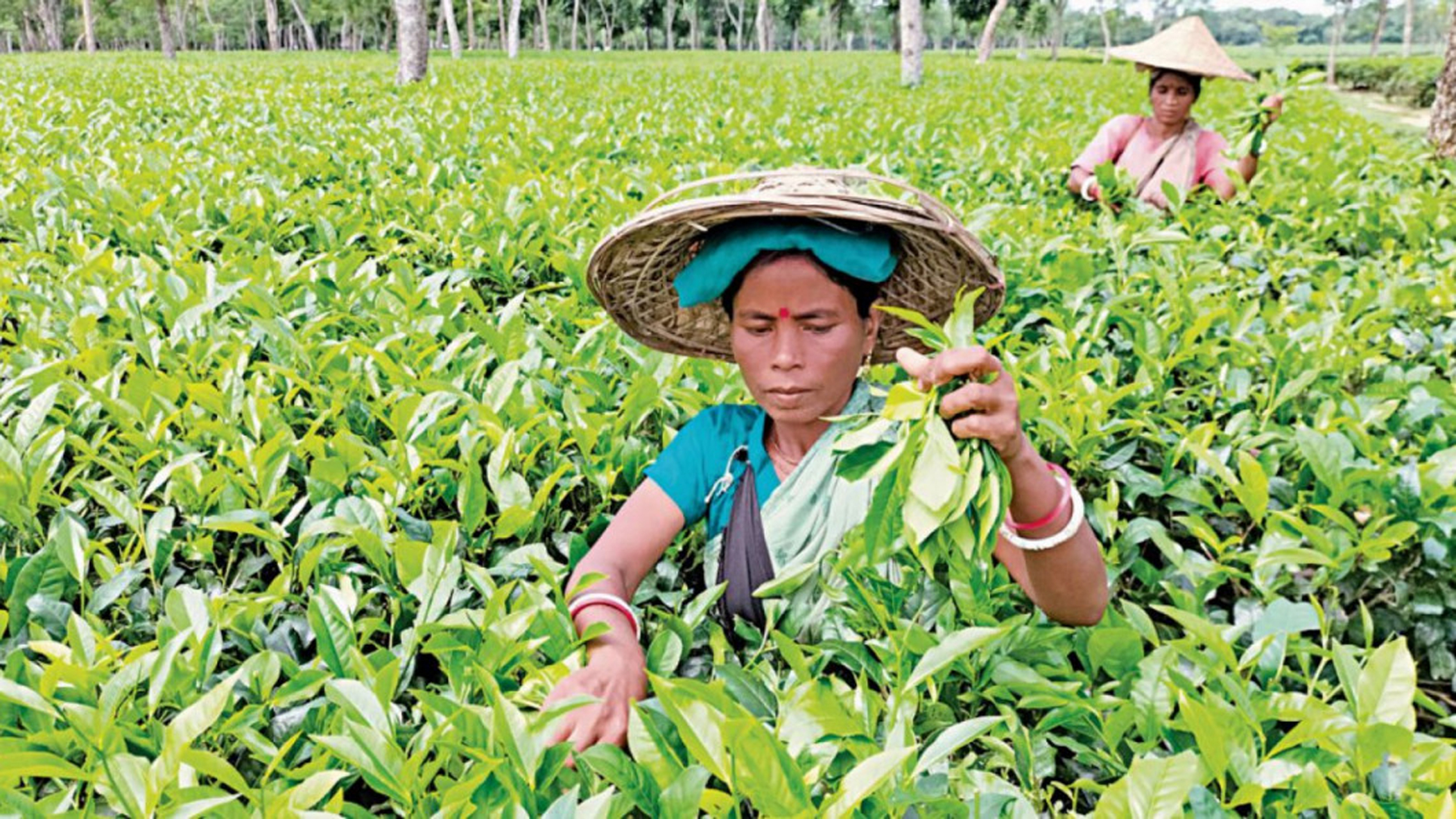 tea-workers-leprosy-2.jpg