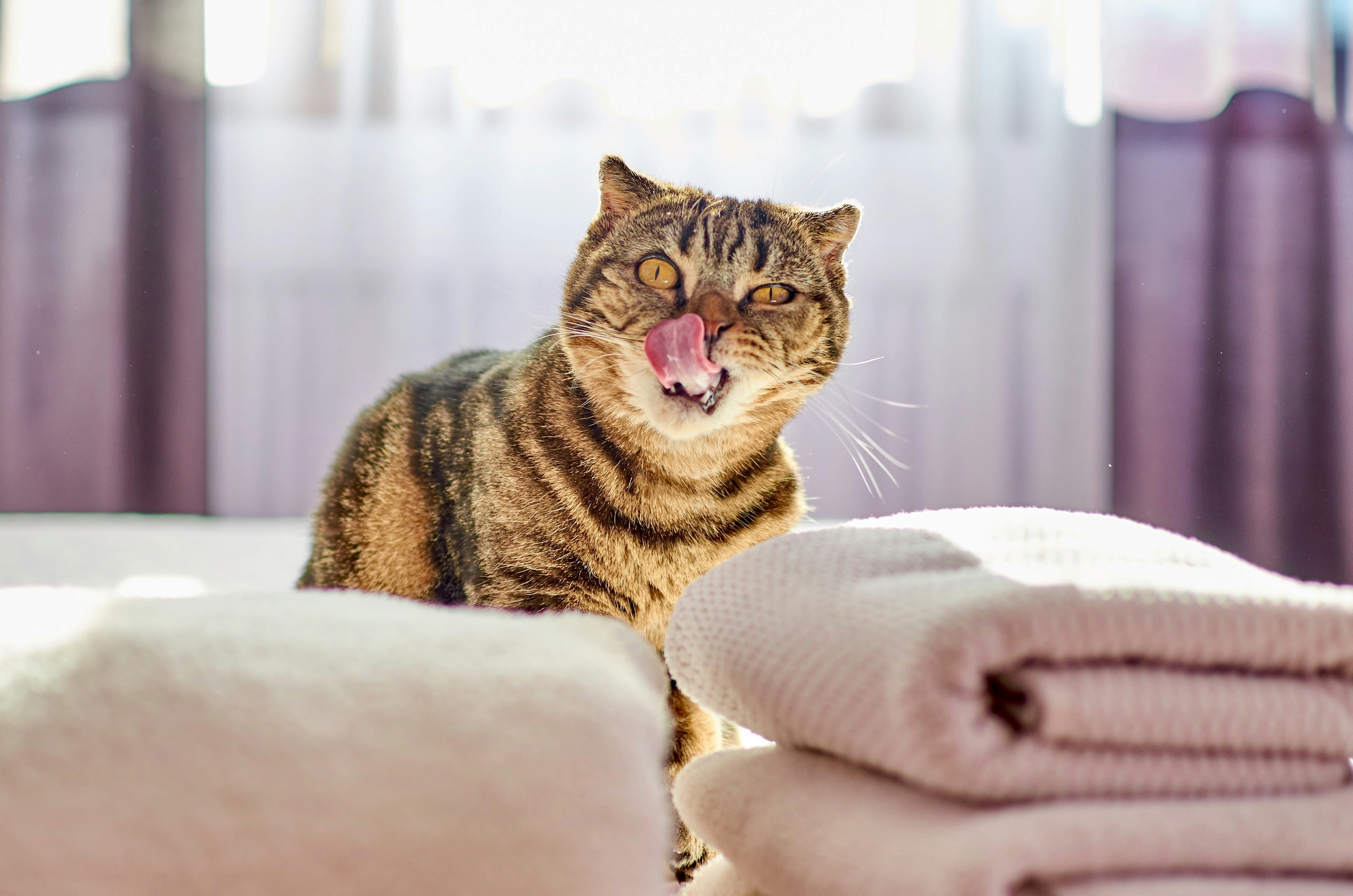 Stop ignoring your laundry! How often sheets and towels need a wash