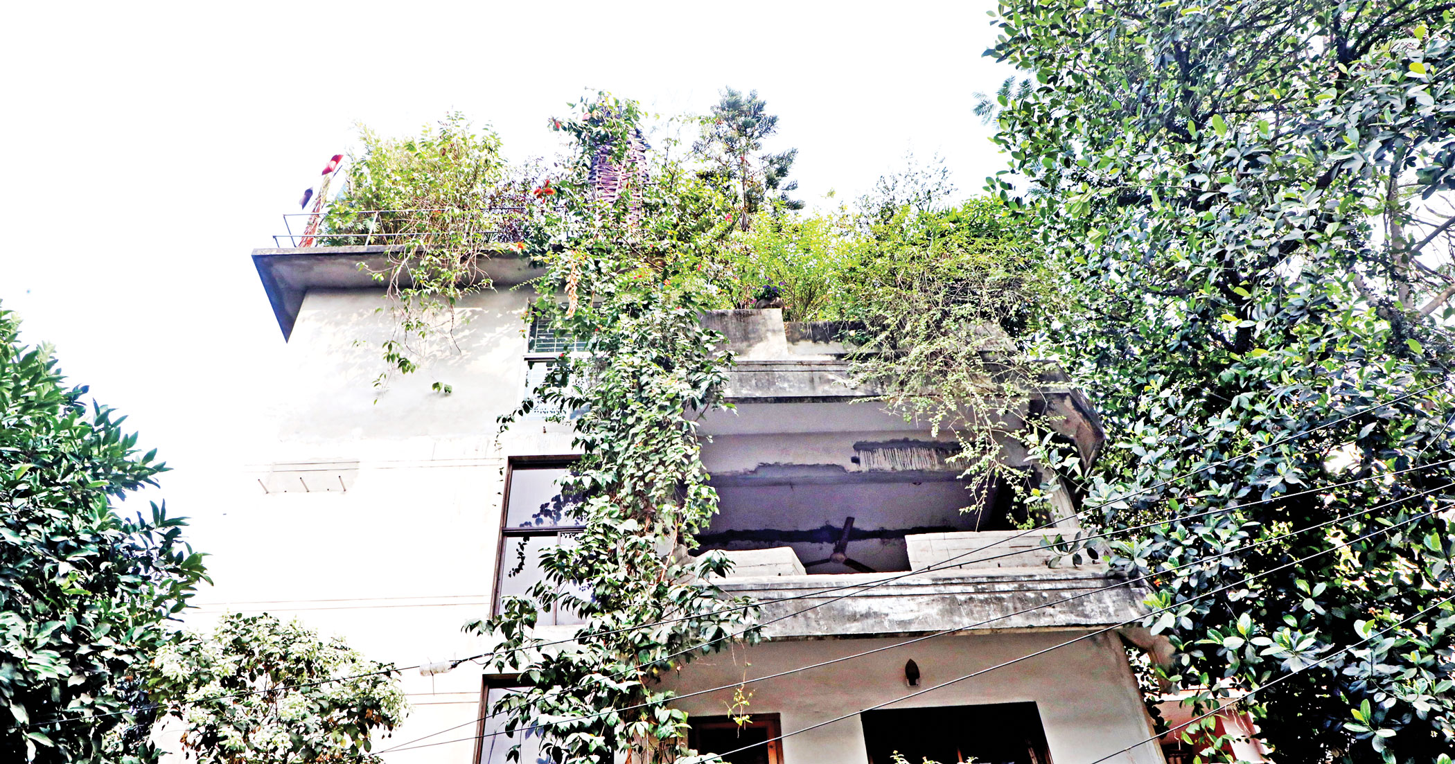 rooftop gardening