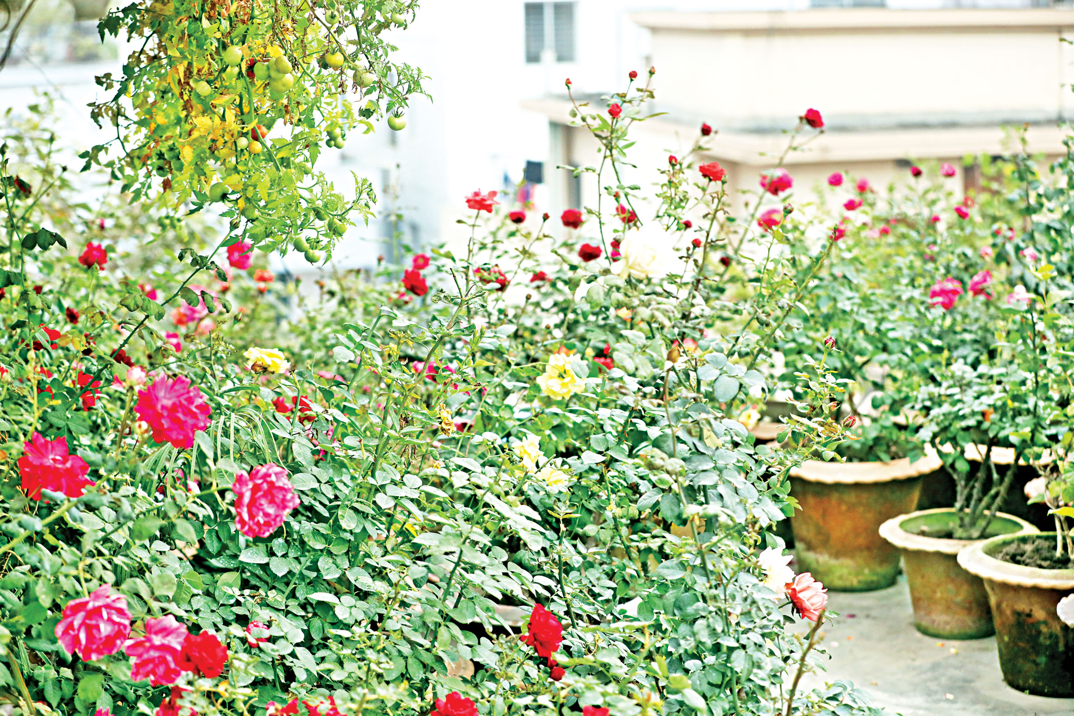 rooftop gardening tips