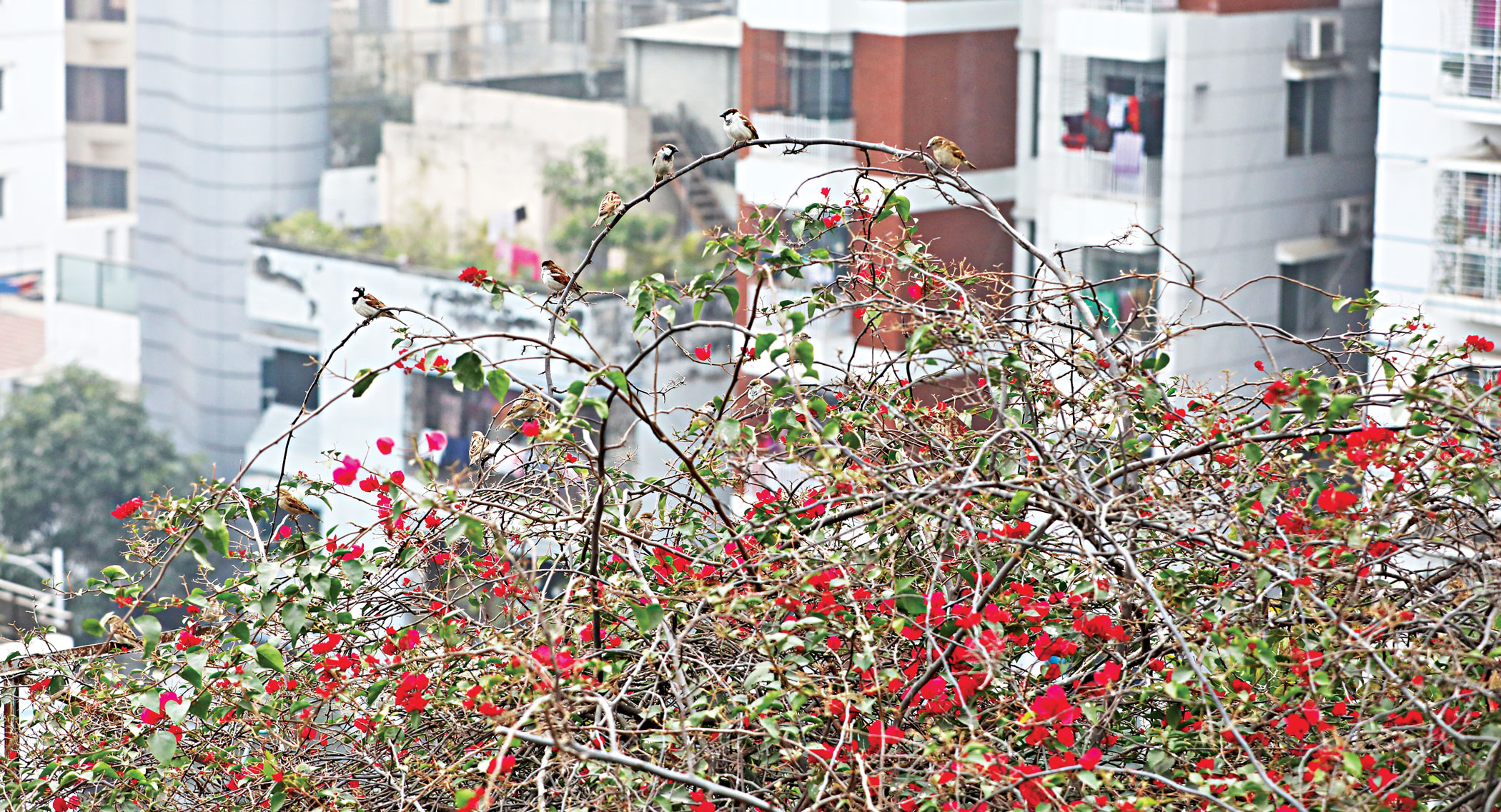 rooftop garden decor