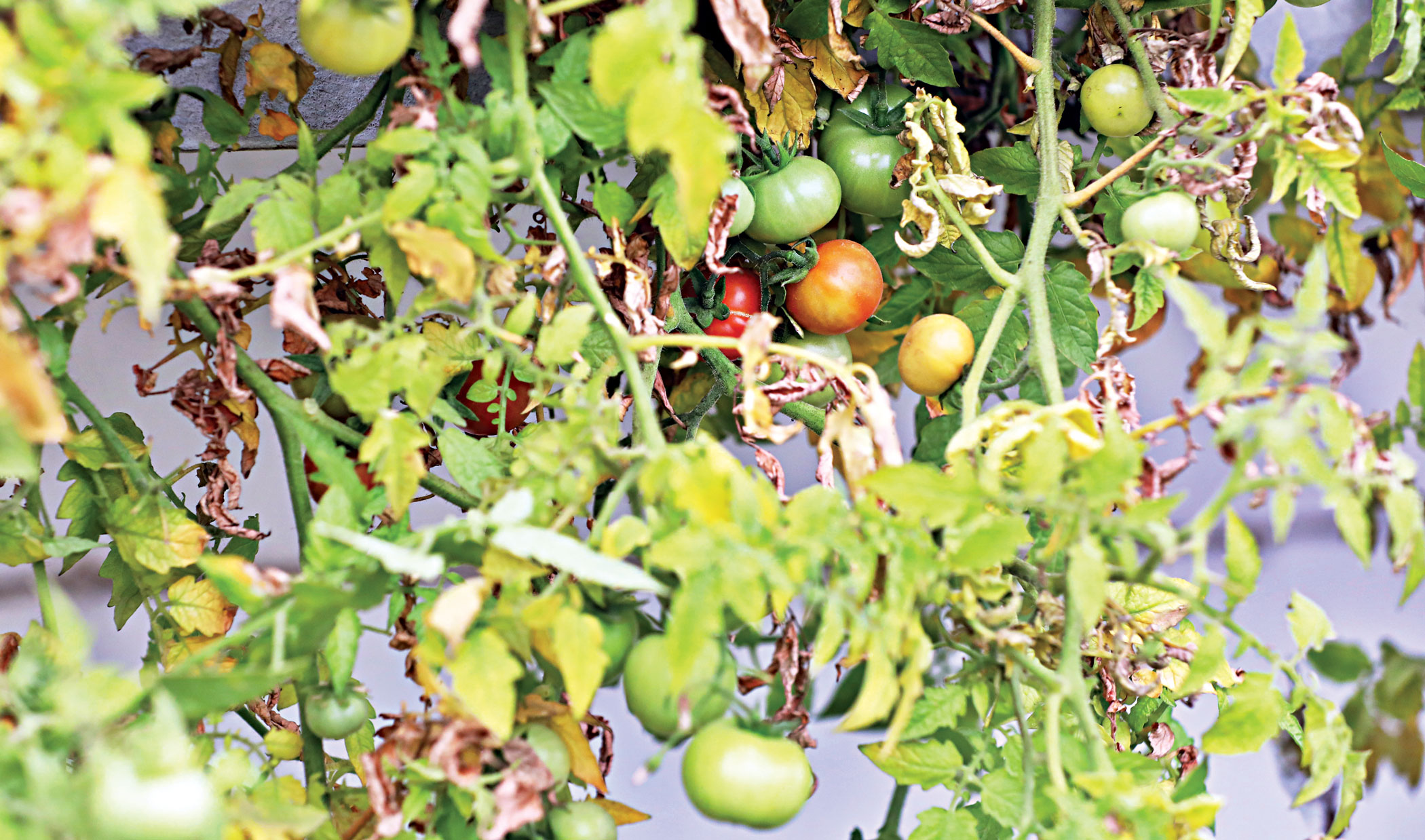 garden8_0.jpg