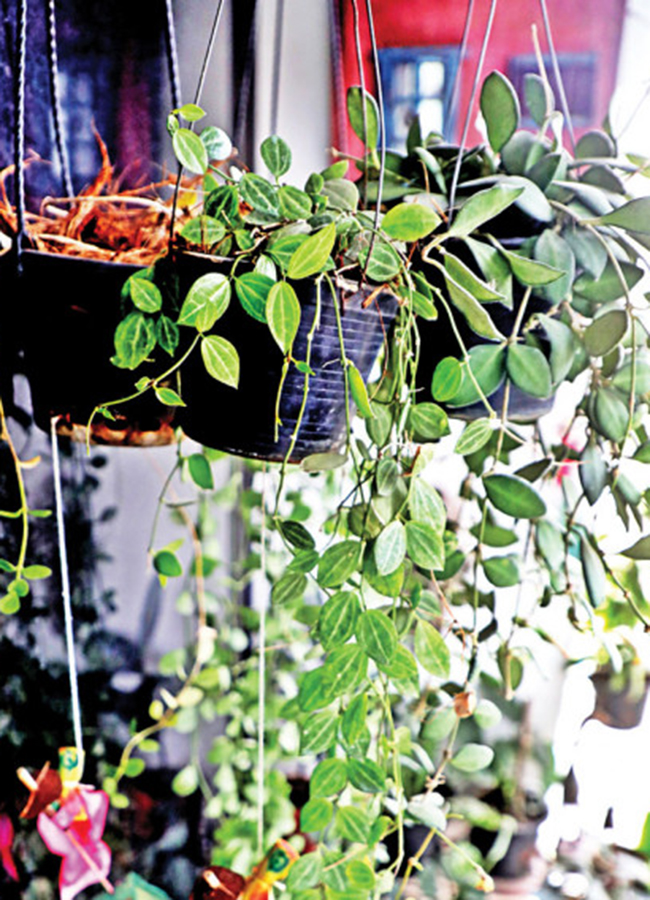 rooftop garden plan
