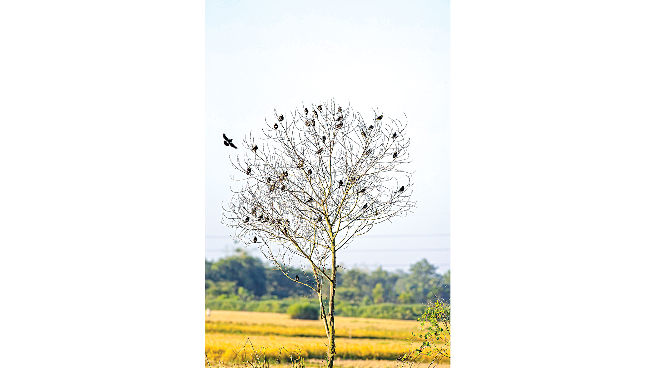 rangunia-upazila-5.jpg