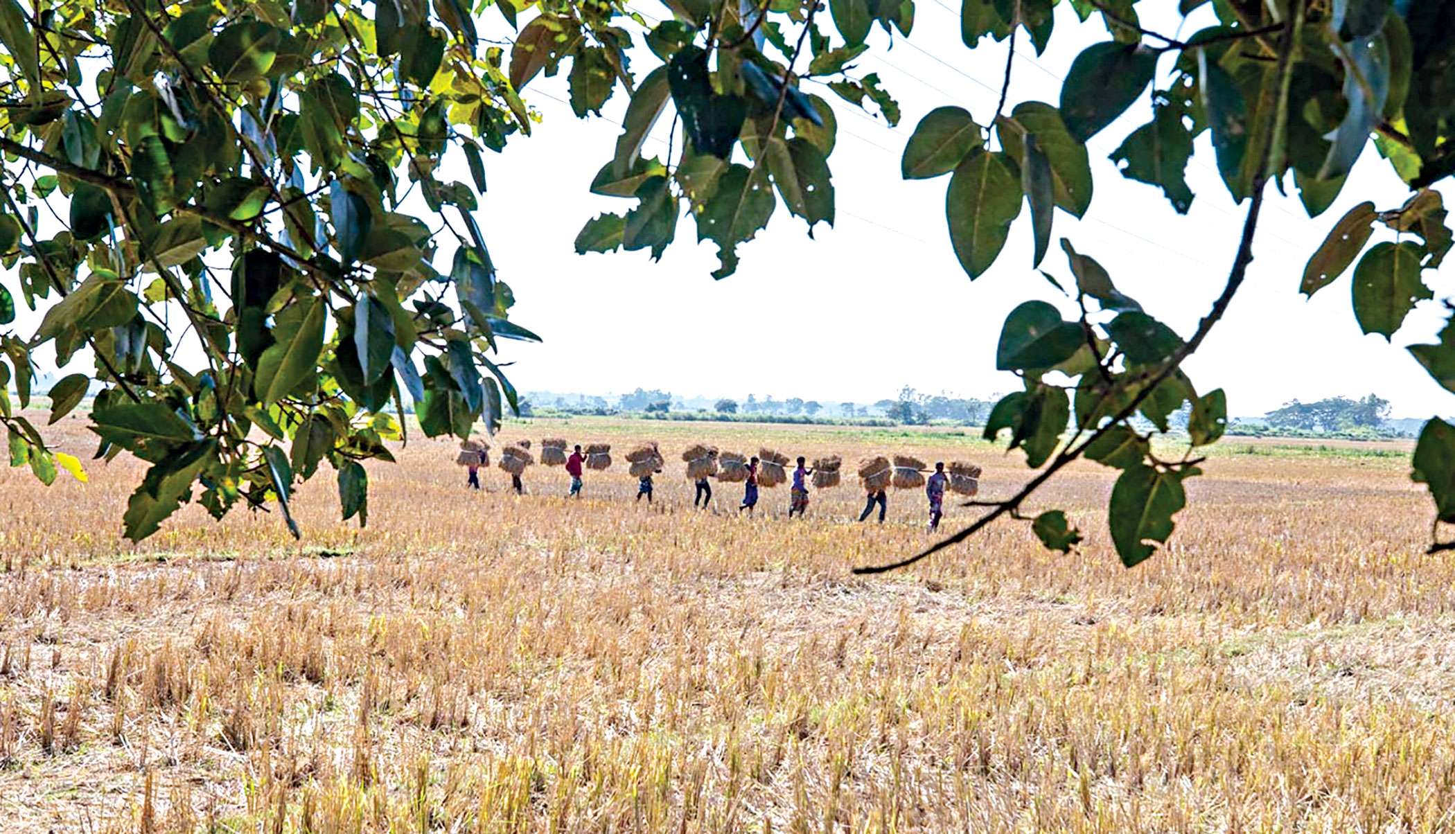 rangunia-upazila-7.jpg
