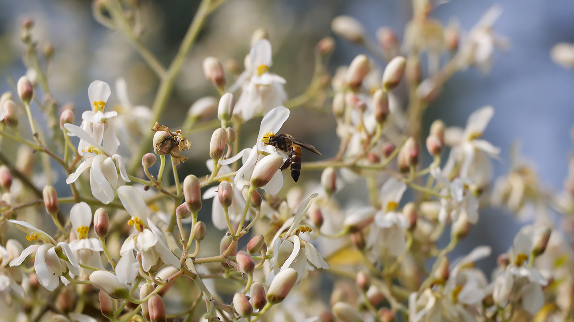 honey bee