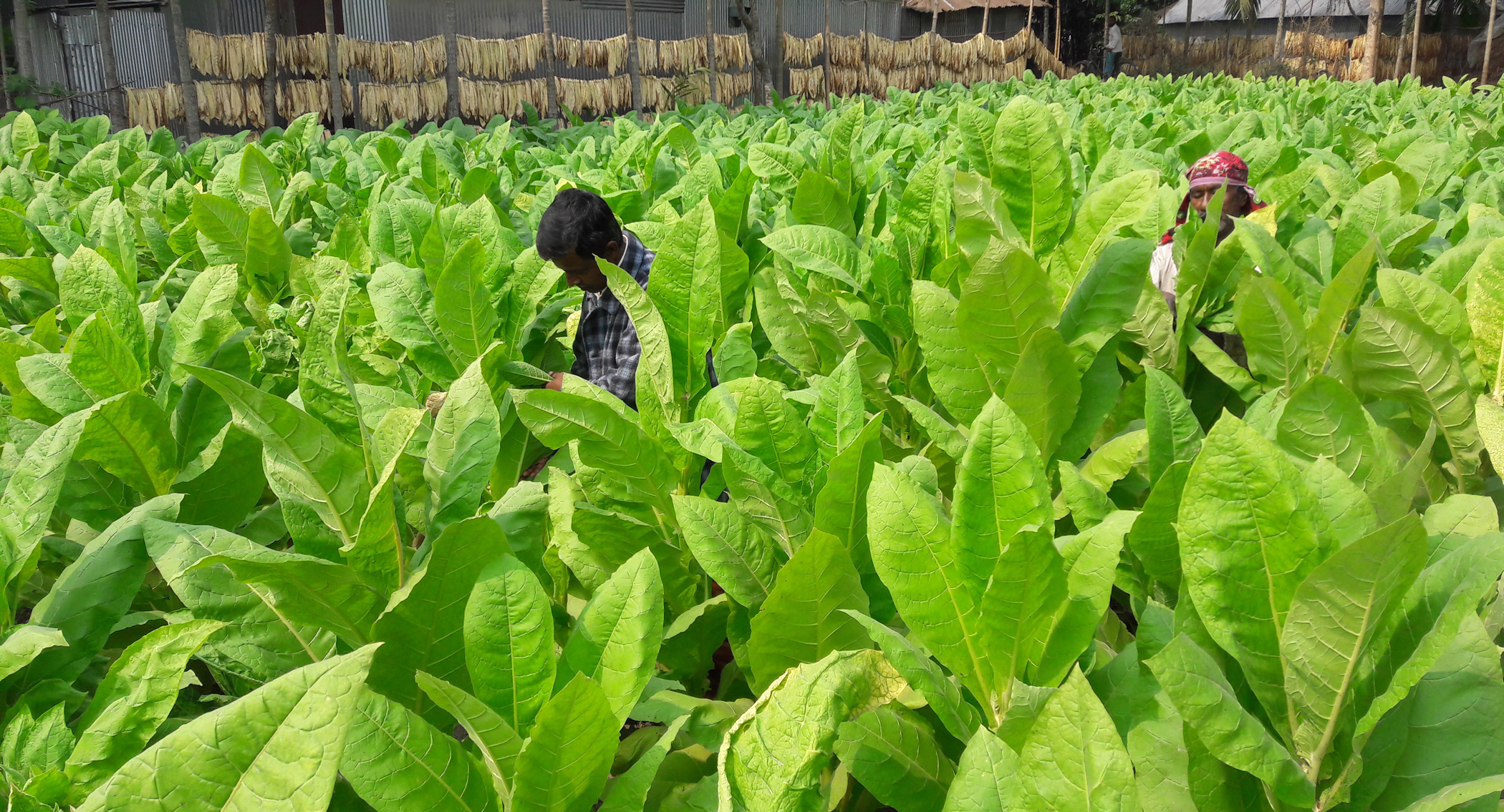 Cash crop or a curse?