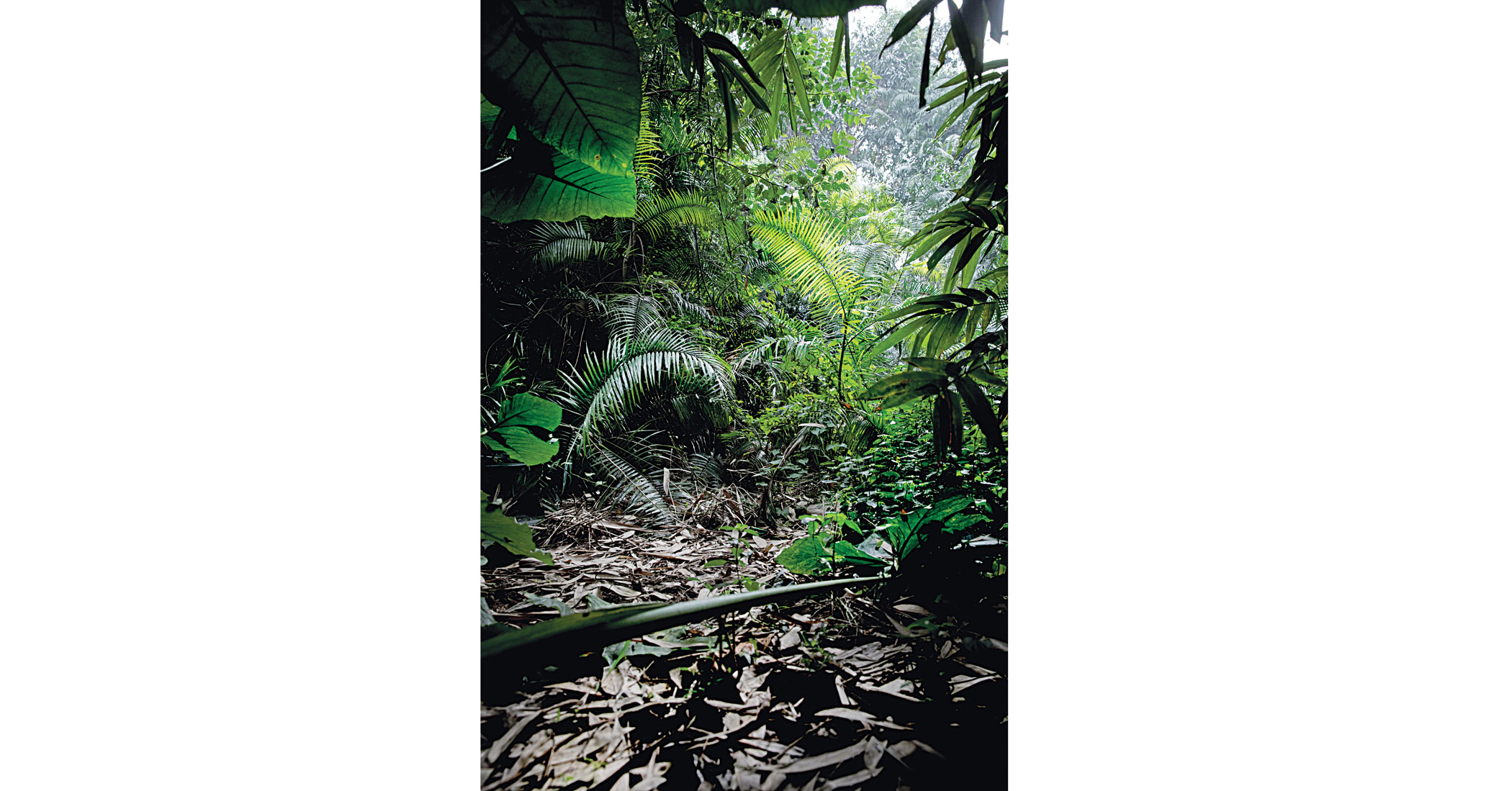 botanical5.jpg