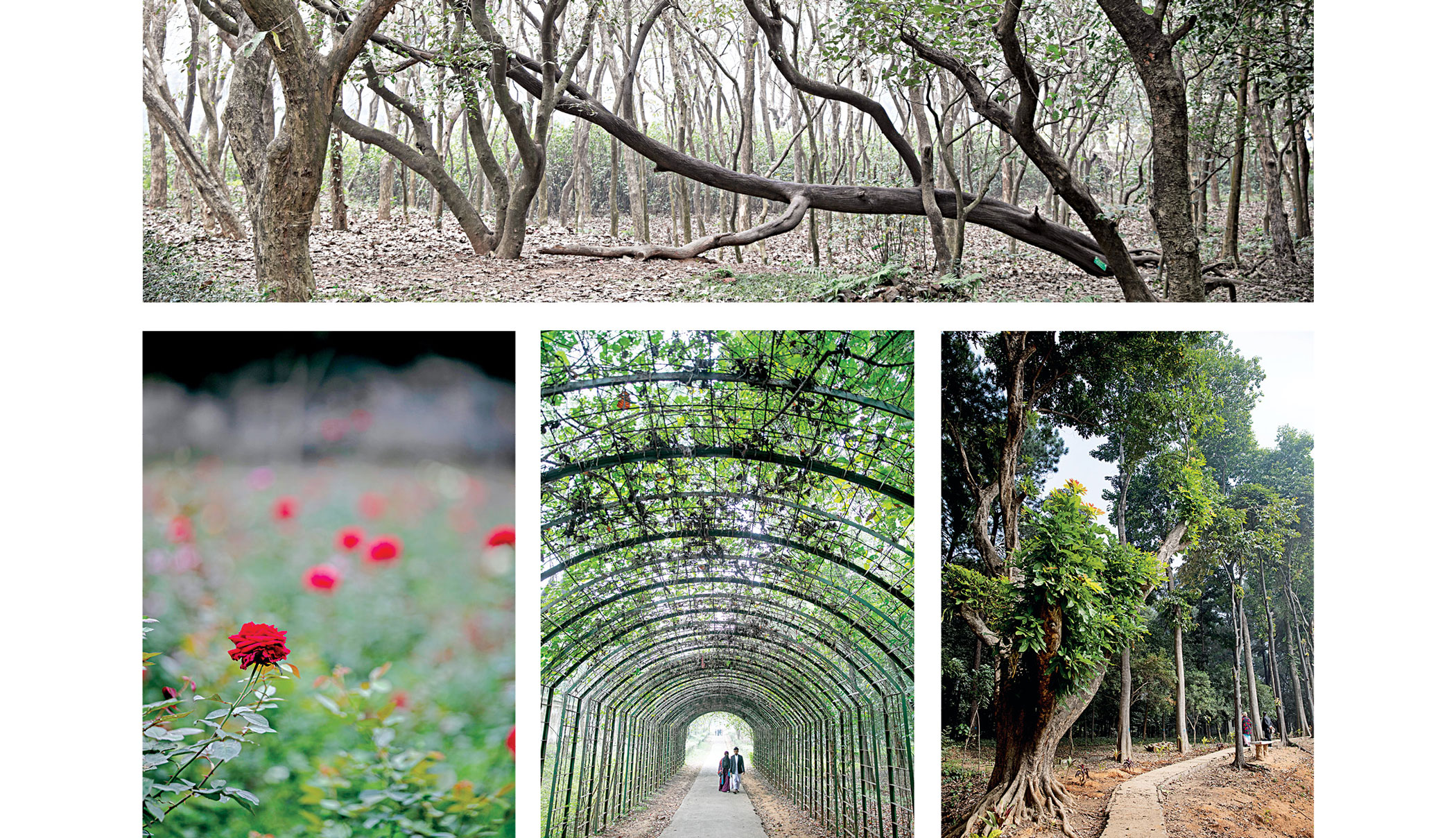 botanical7.jpg