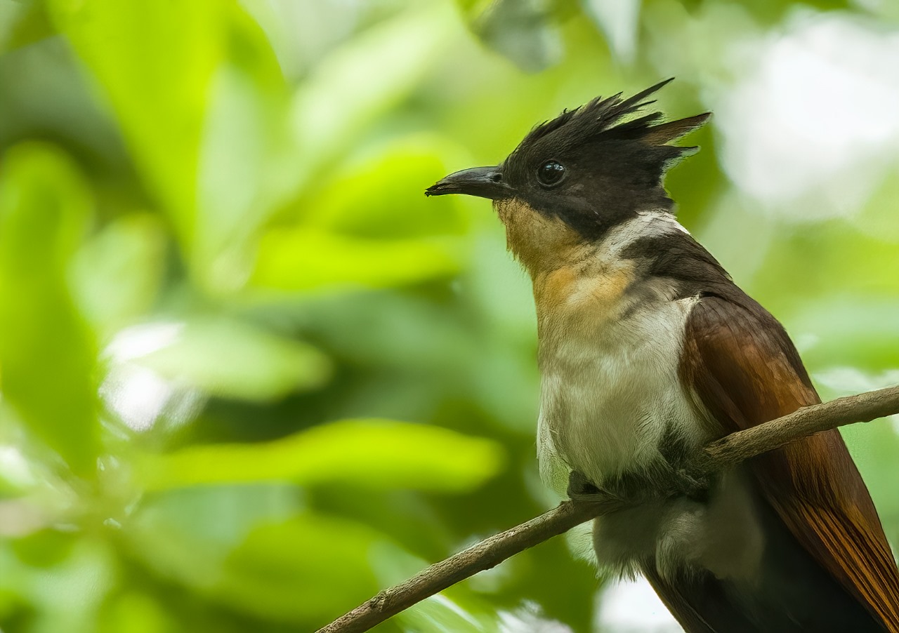 Birds of the National Botanical Garden: A photographer’s sanctuary