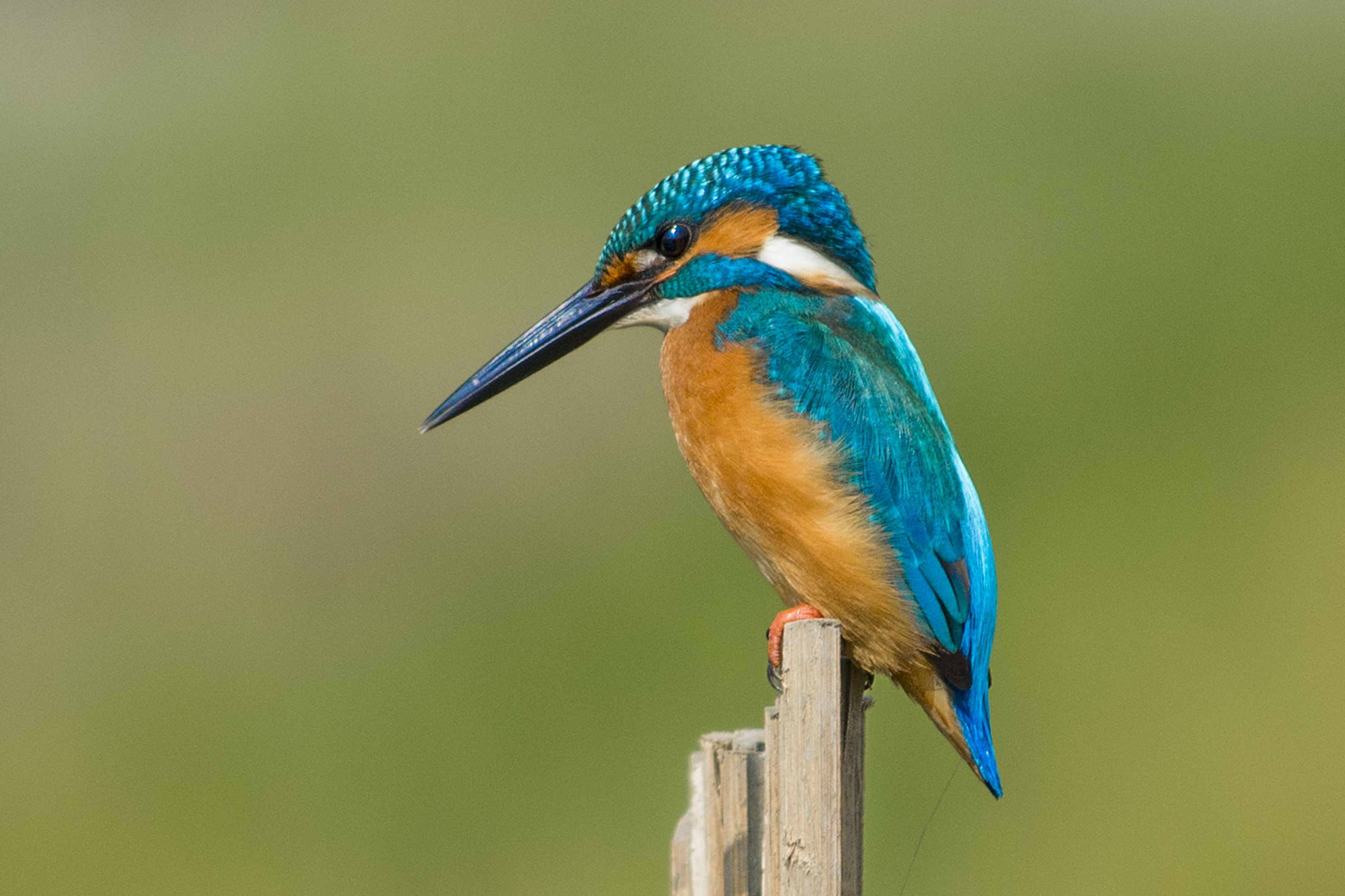 Birds of the National Botanical Garden: A photographer’s sanctuary