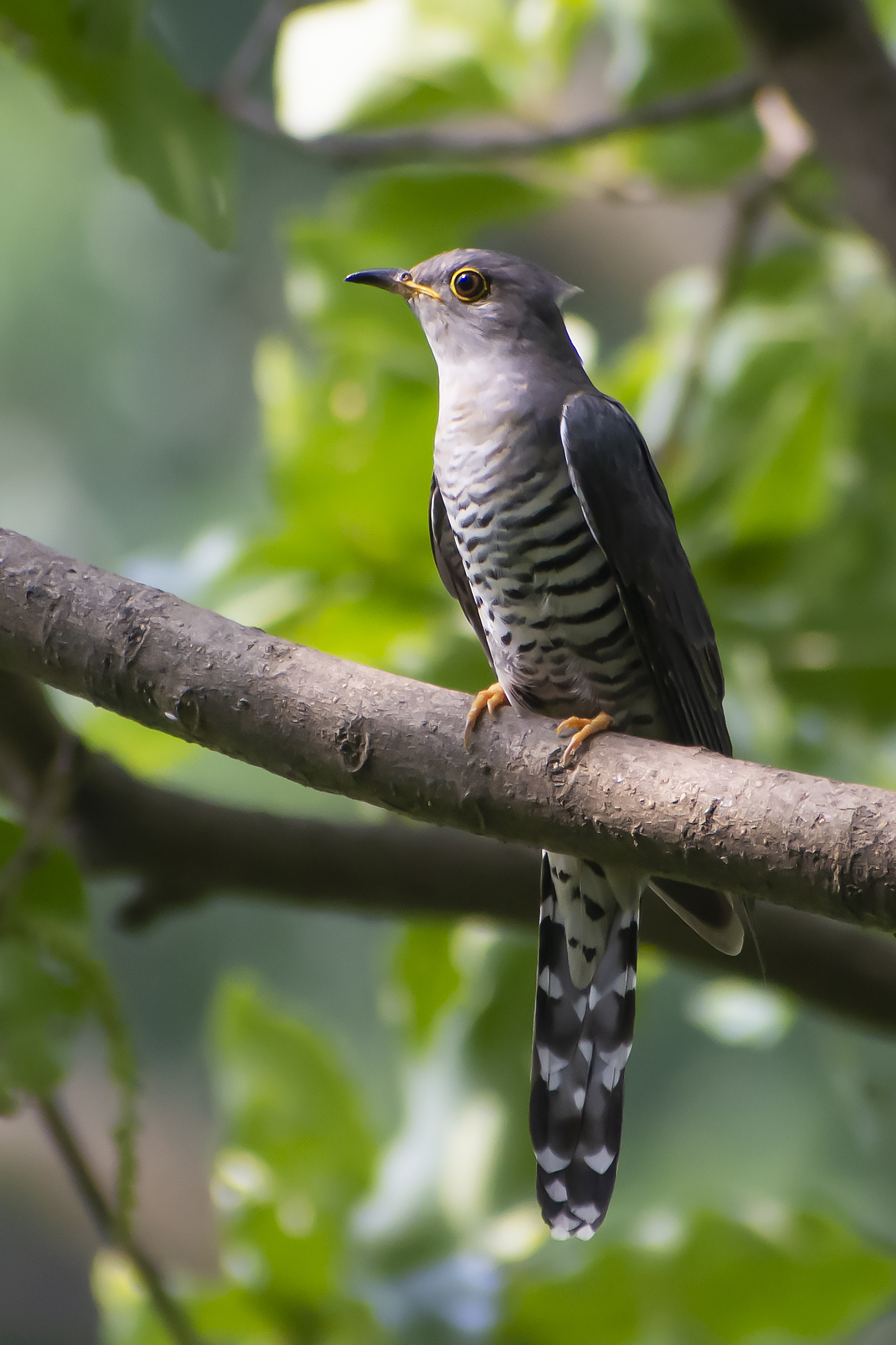 Birds of the National Botanical Garden: A photographer’s sanctuary