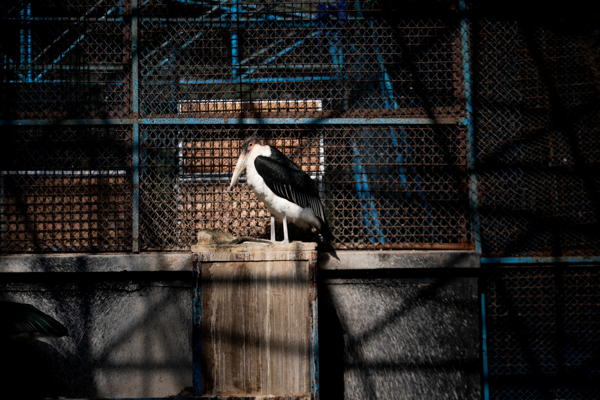 New era for zoo animals in Bangladesh: Rangpur and National Zoos’ modern makeover