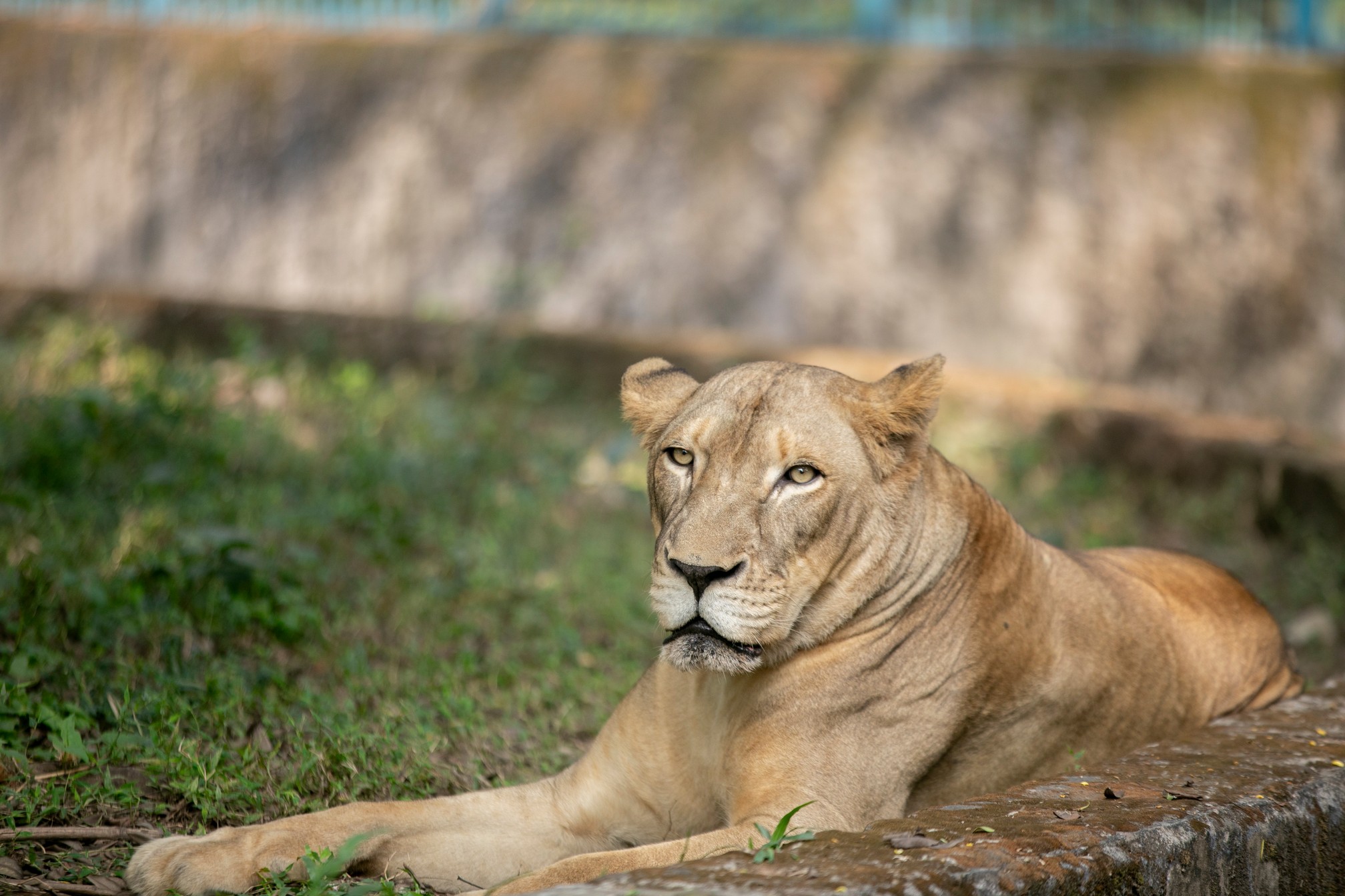 New era for zoo animals in Bangladesh: Rangpur and National Zoos’ modern makeover