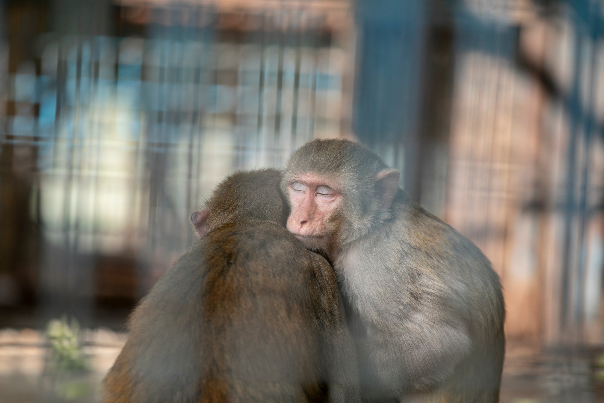 New era for zoo animals in Bangladesh: Rangpur and National Zoos’ modern makeover