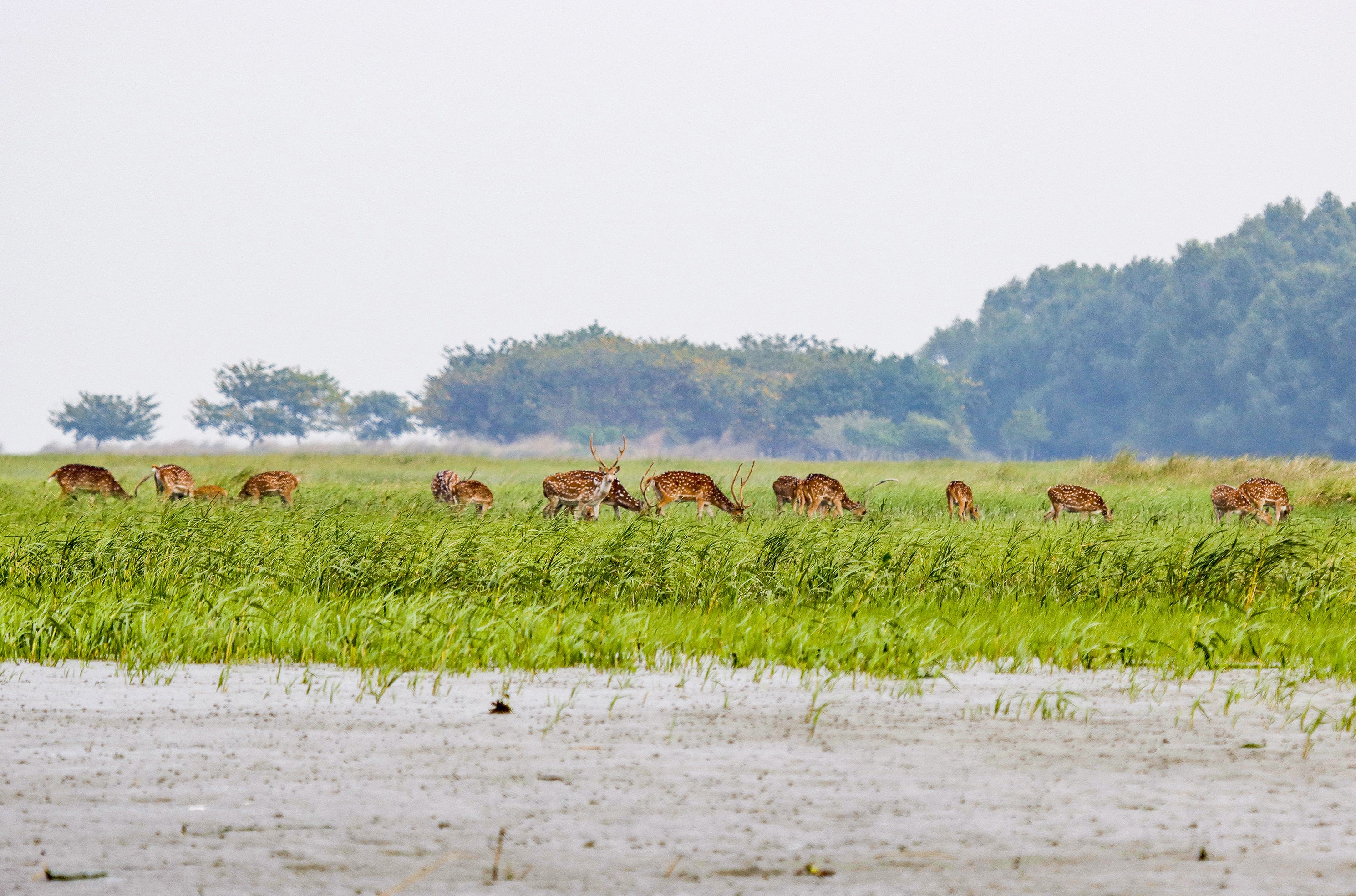 khulna-chitra_deer.jpg