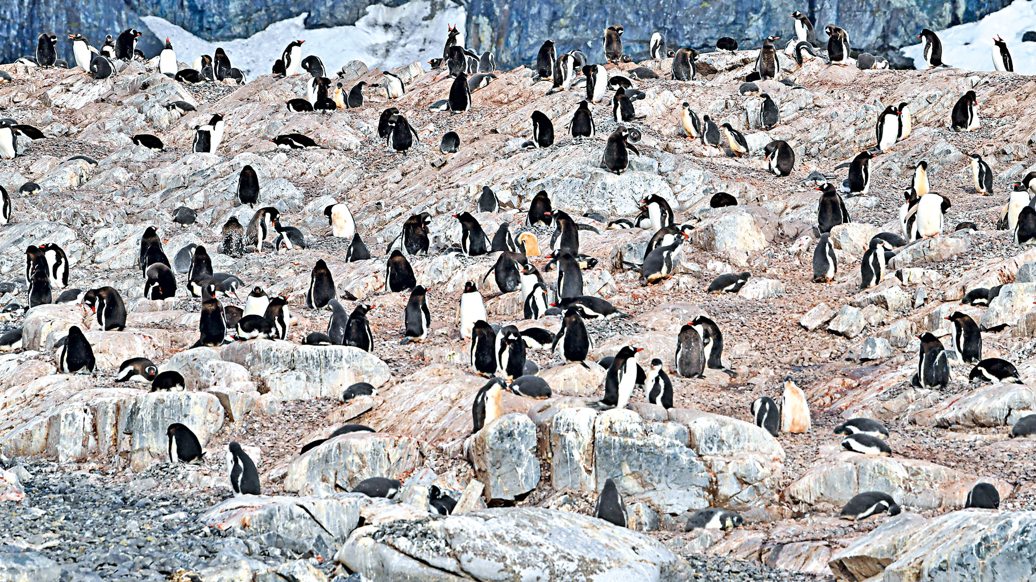 antartica8.jpg
