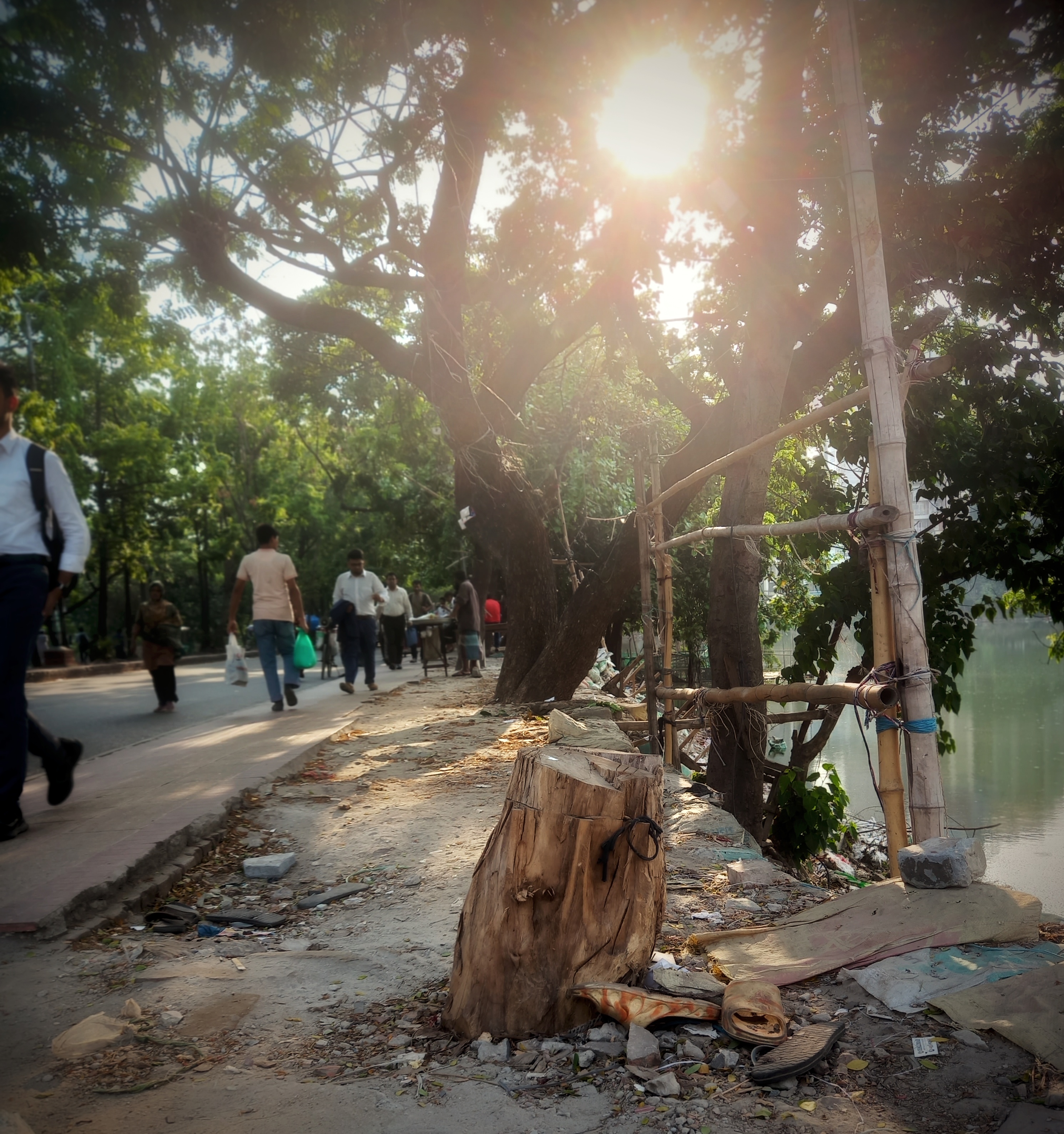 Felling trees, rising temperatures: Dhaka's environmental wake-up call