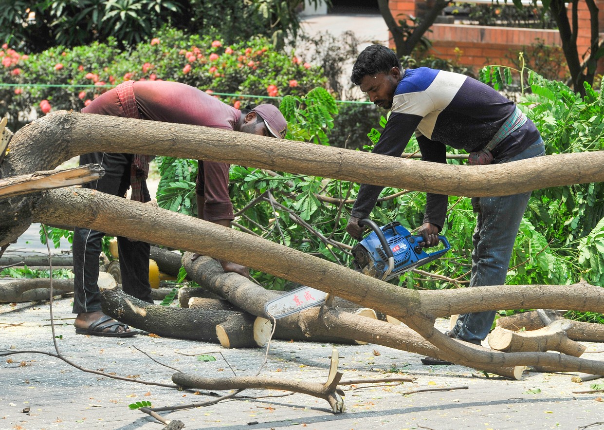 Felling trees, rising temperatures: Dhaka's environmental wake-up call