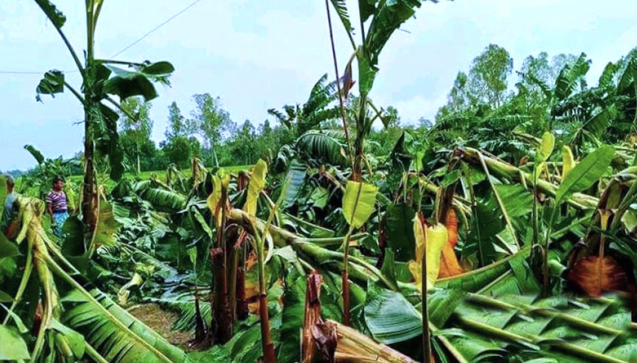 Cyclone Remal damages crops on 3,074 hectares in Jashore 