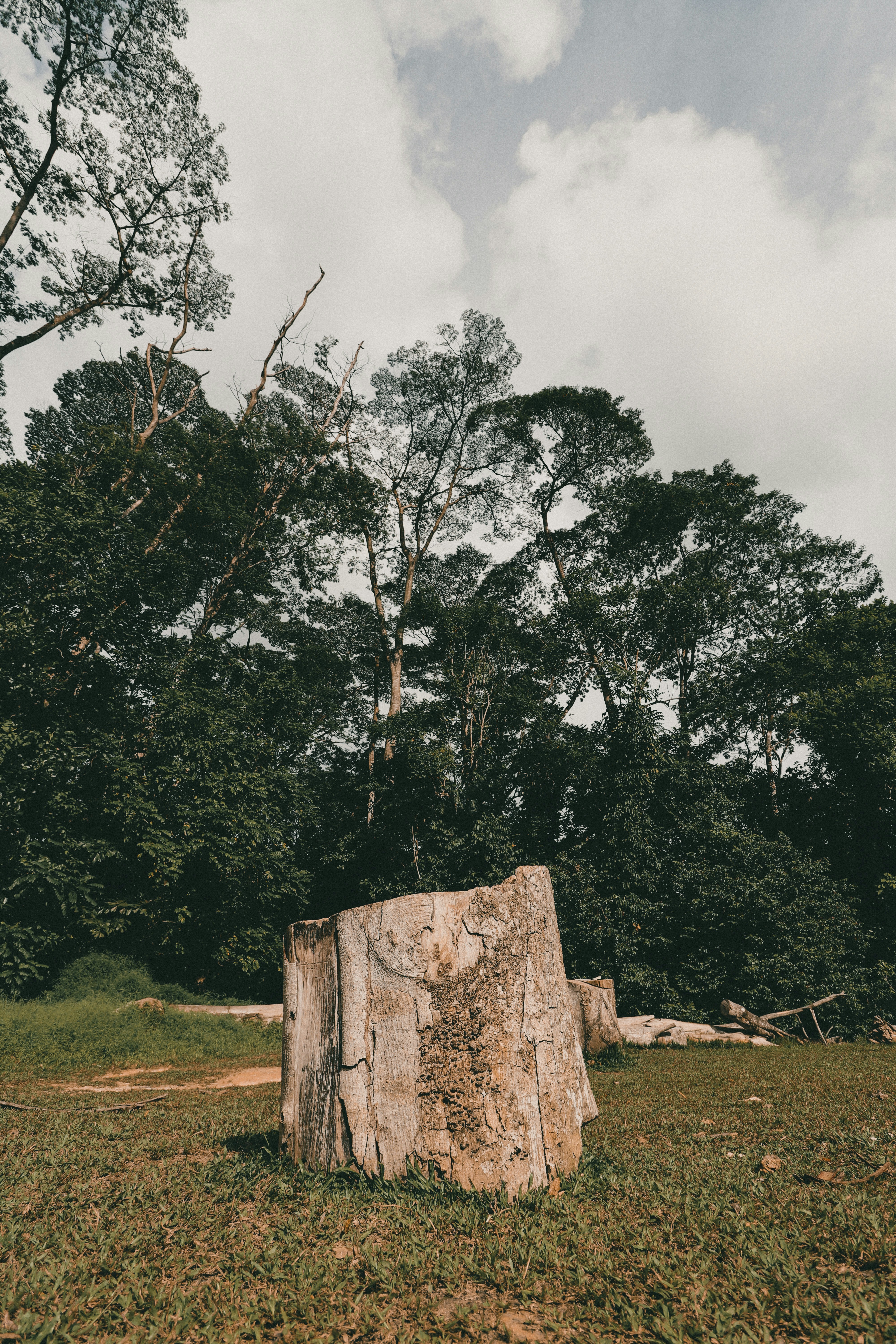 The importance of trees in Dhaka’s concrete jungle