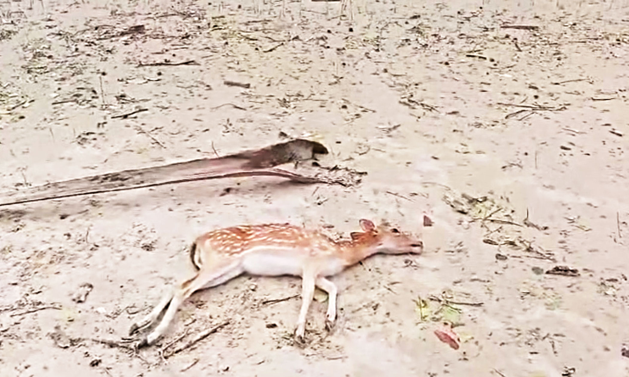 sundarban2.jpg
