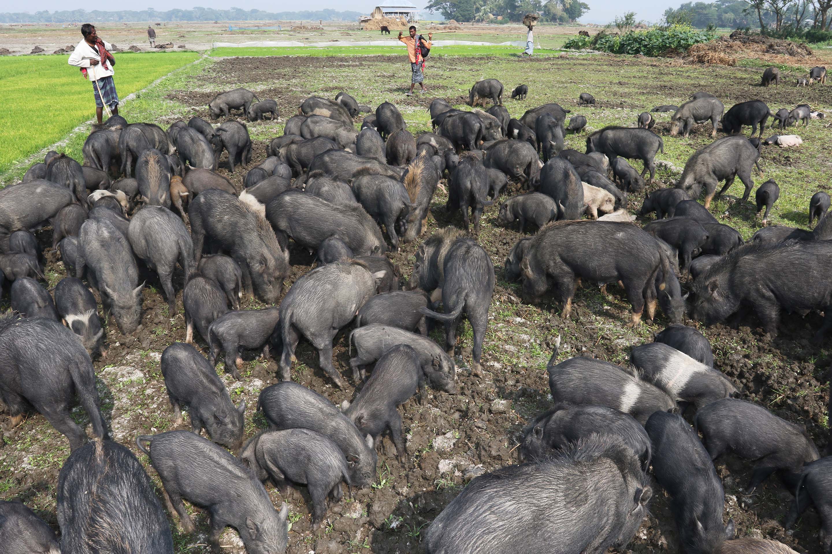 1._a_herd_of_pigs_in_ramdia_gopalganj_2017._photo._philip_gain.jpg