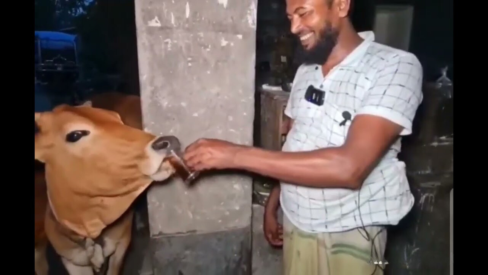 Tea Addict Cow 