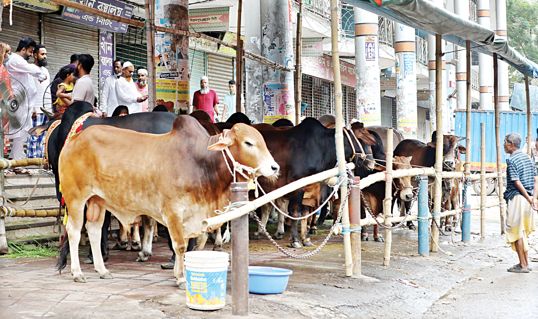 cow2.jpg
