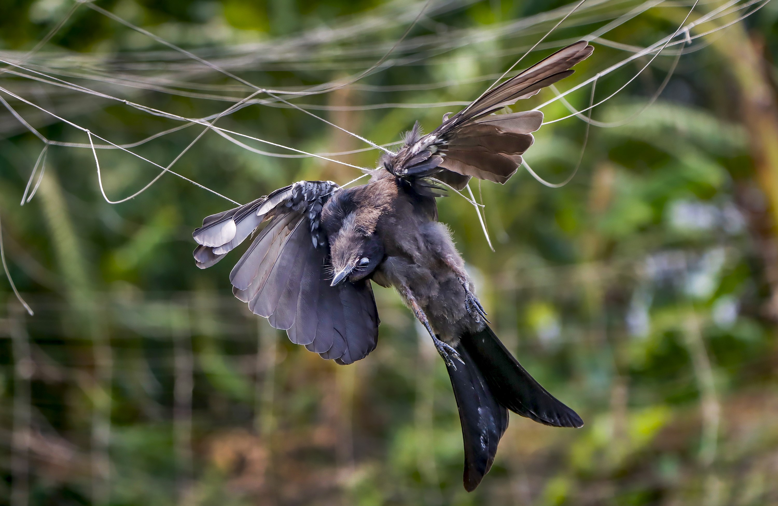 khulna-dead_bird_1_1.jpg