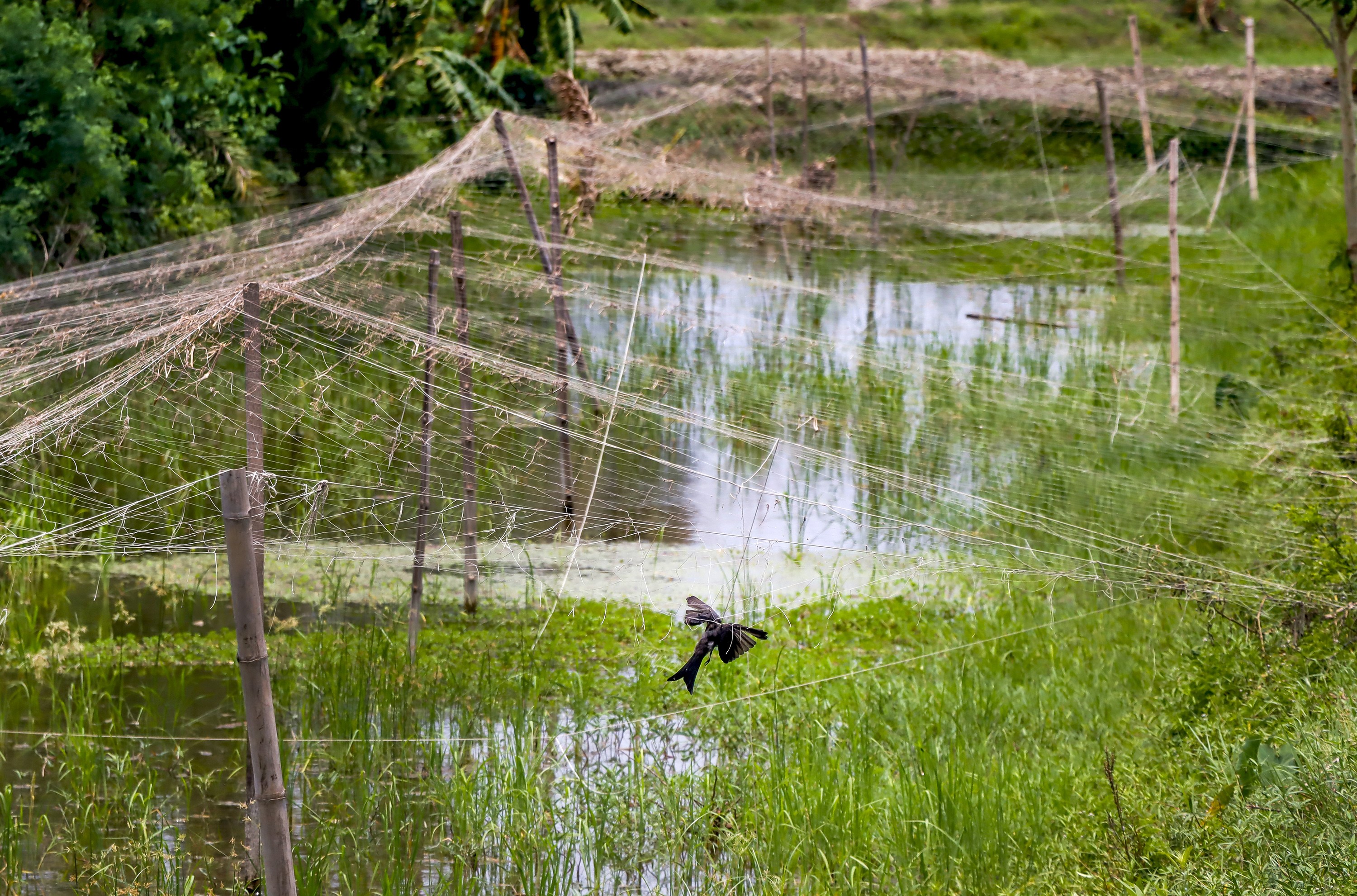 khulna-dead_bird_5_1.jpg
