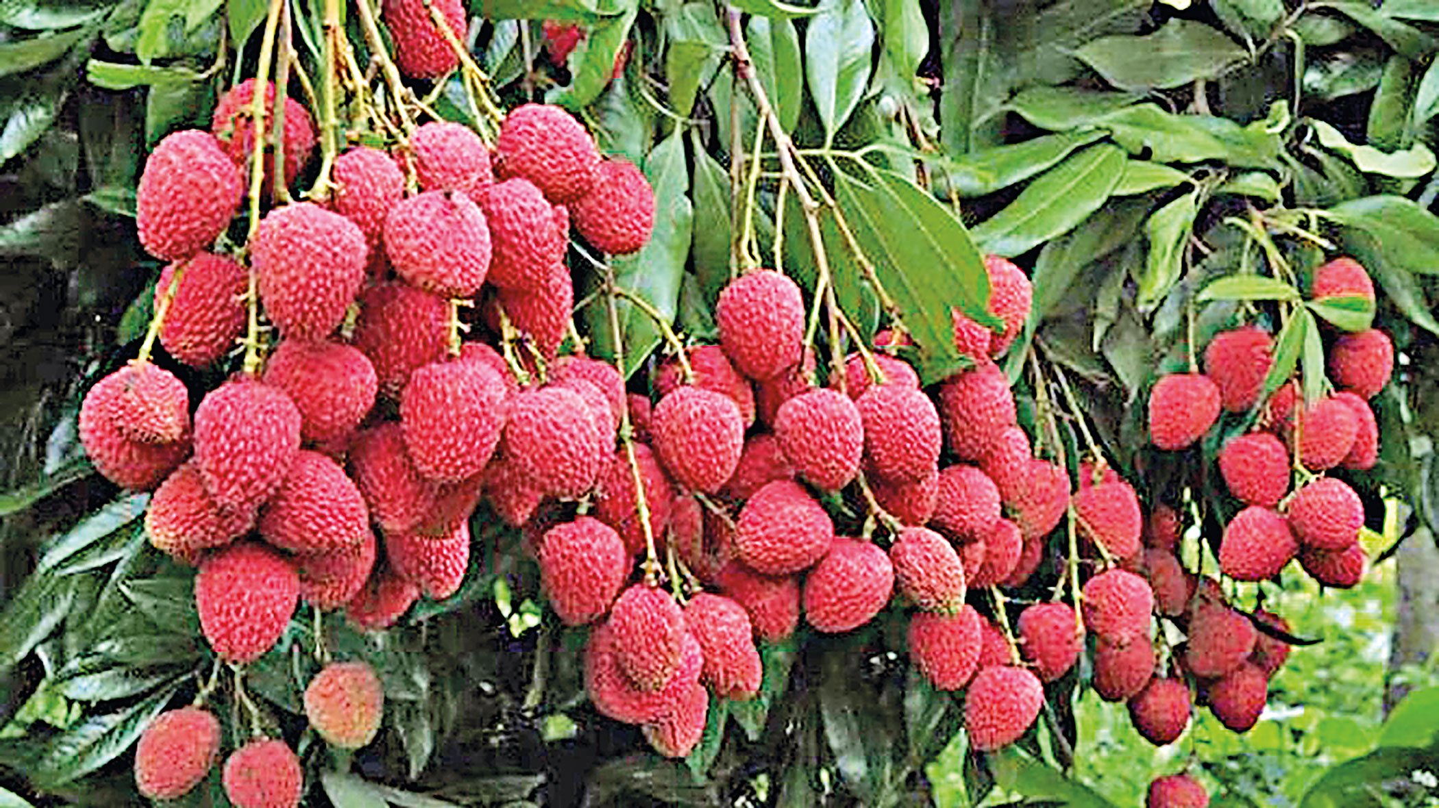 lichi.jpg