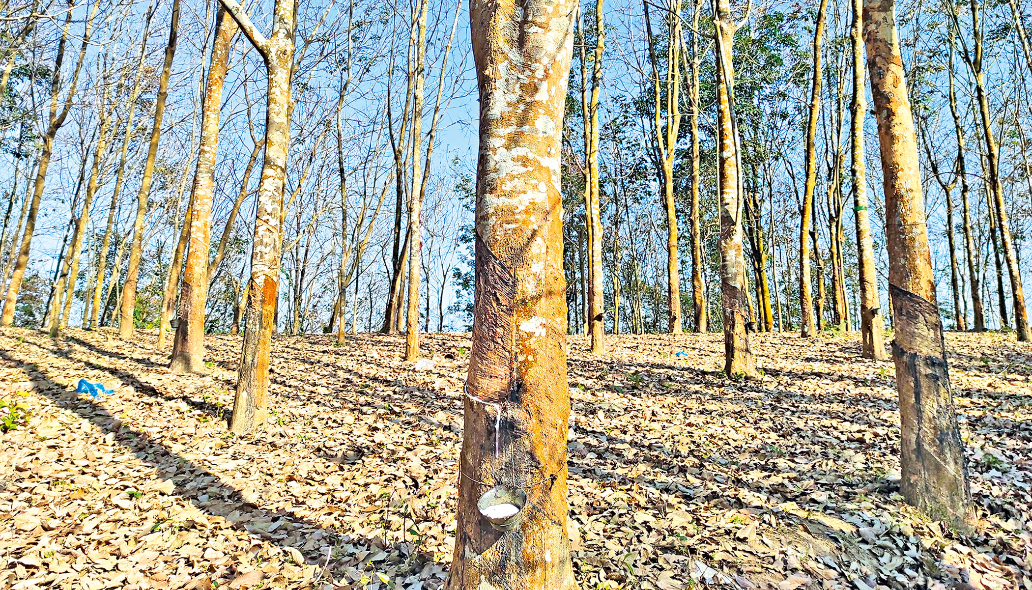 tree.jpg