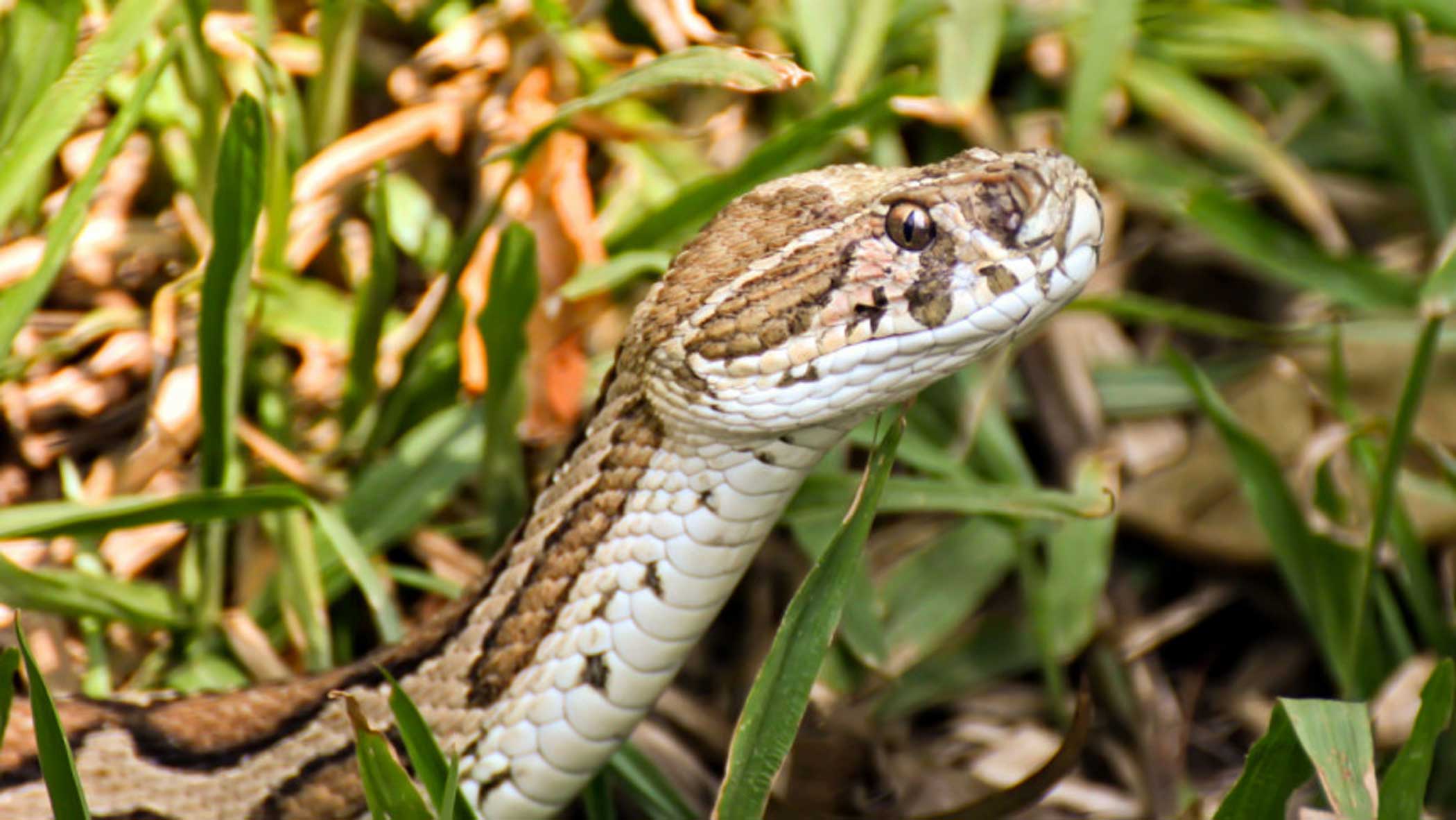Don’t panic: refrain from killing Russell’s Viper