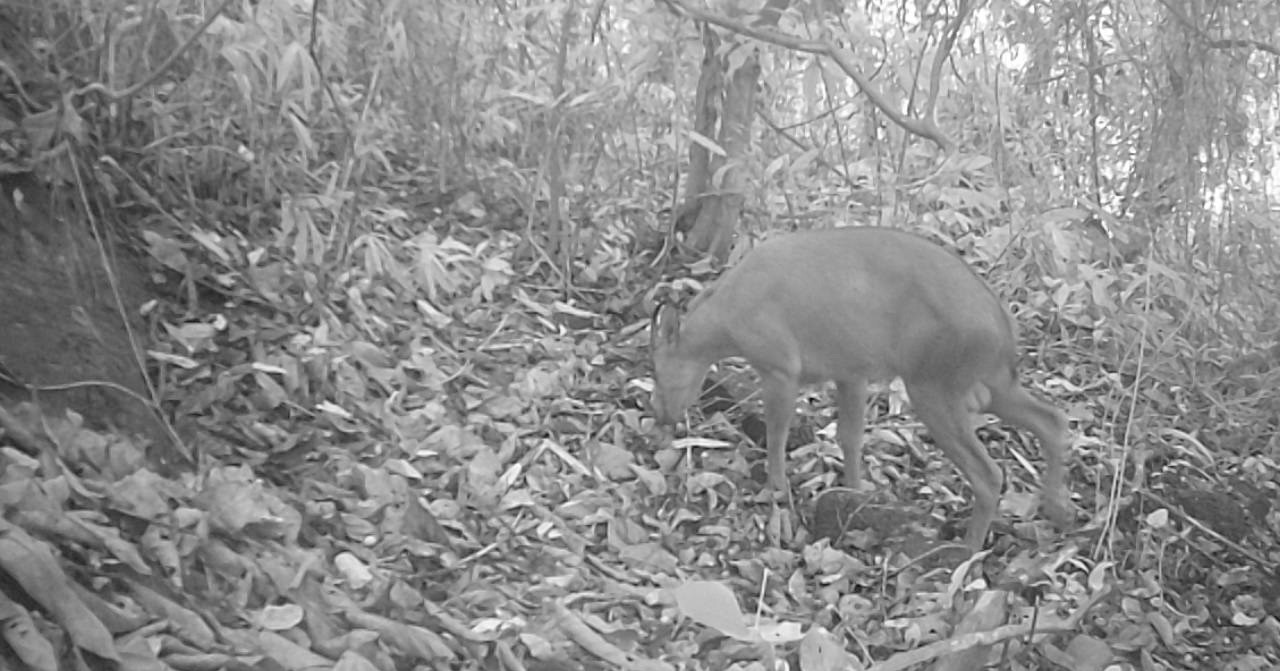 burmese_serow_2.jpg