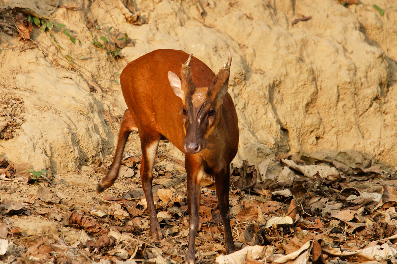 nature_quest-timu_hossain_04_2.jpeg