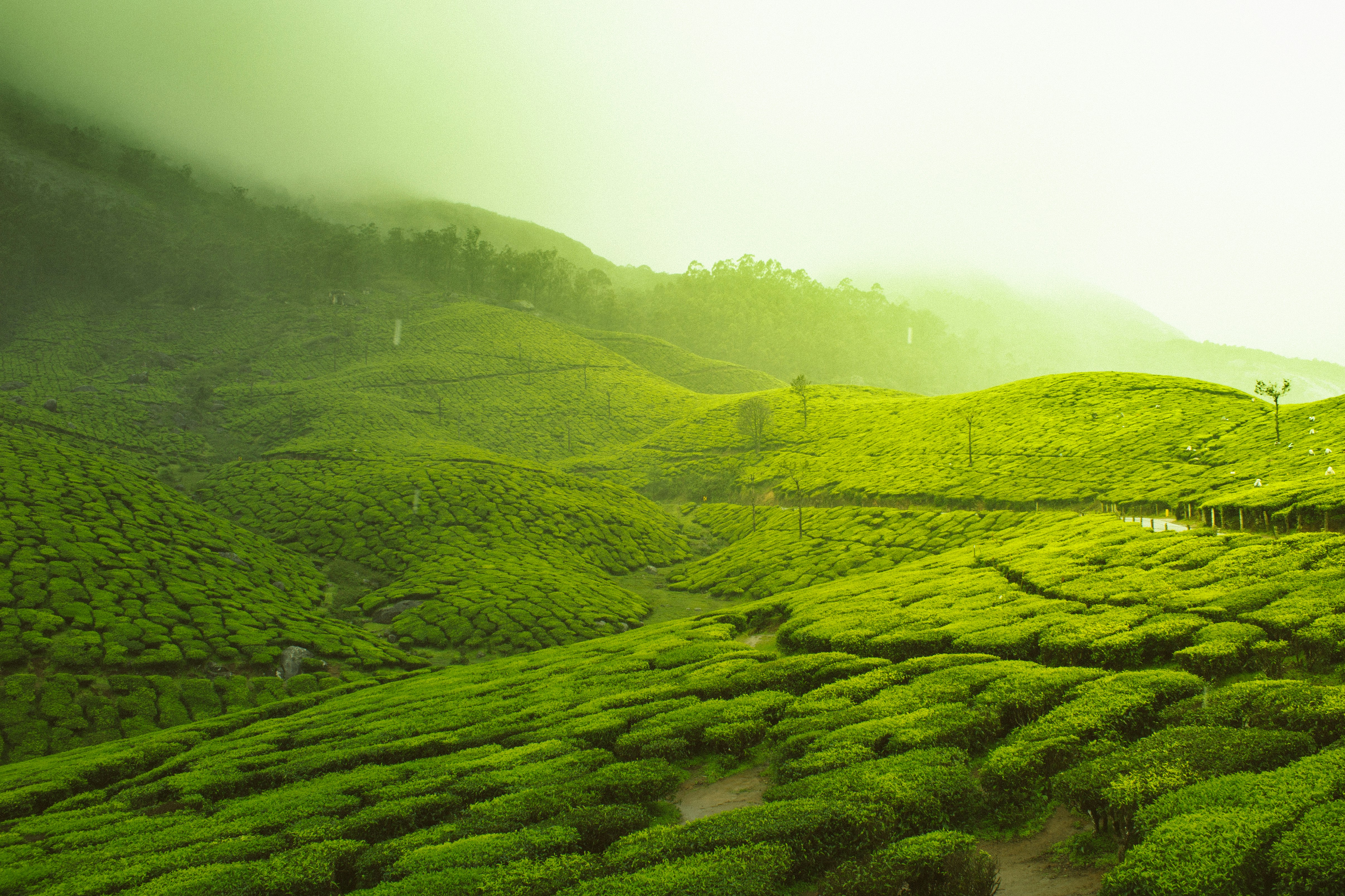 munnar hill    5 most popular hill stations in South Asia