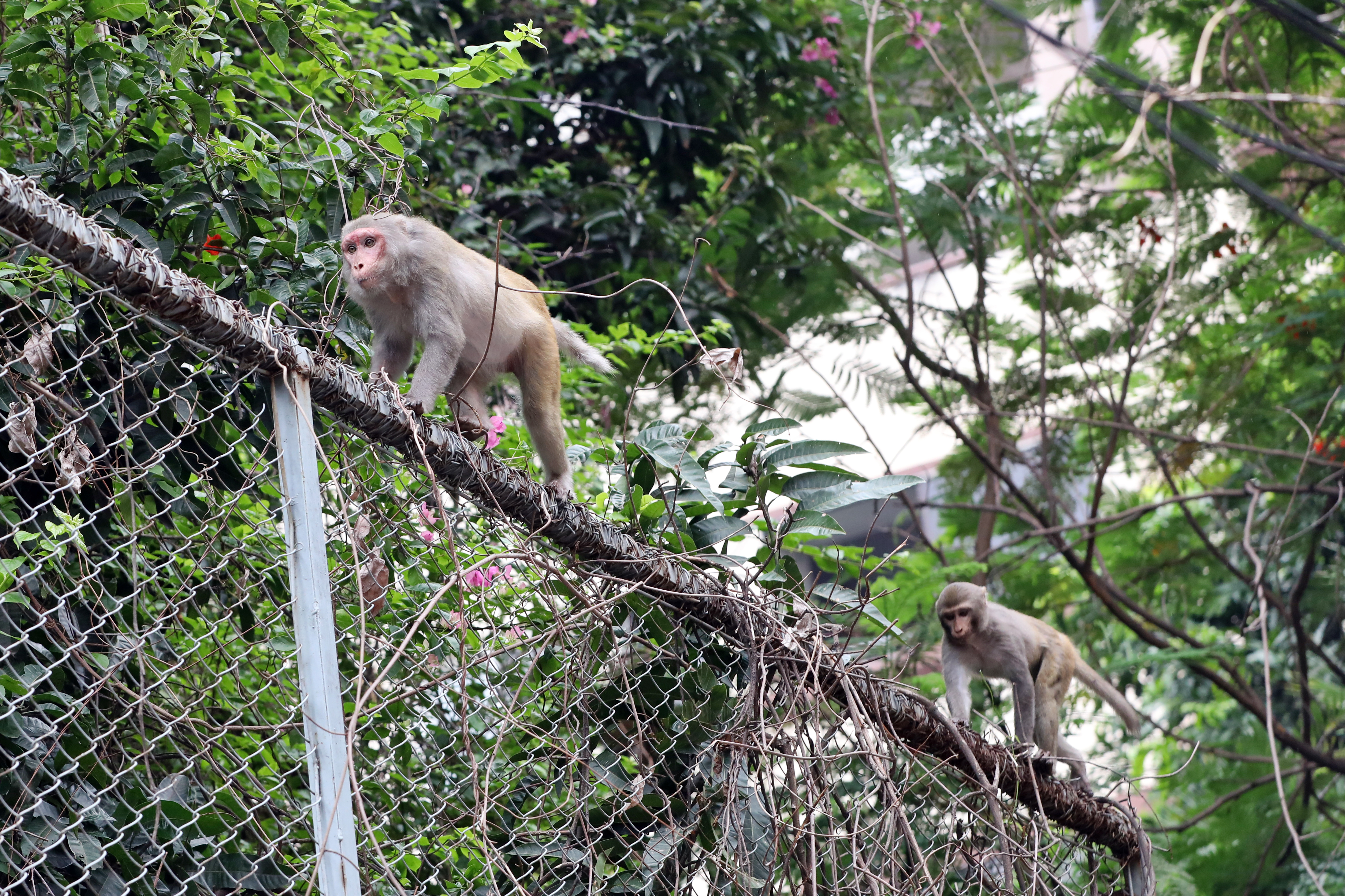 monkeys_2.jpg