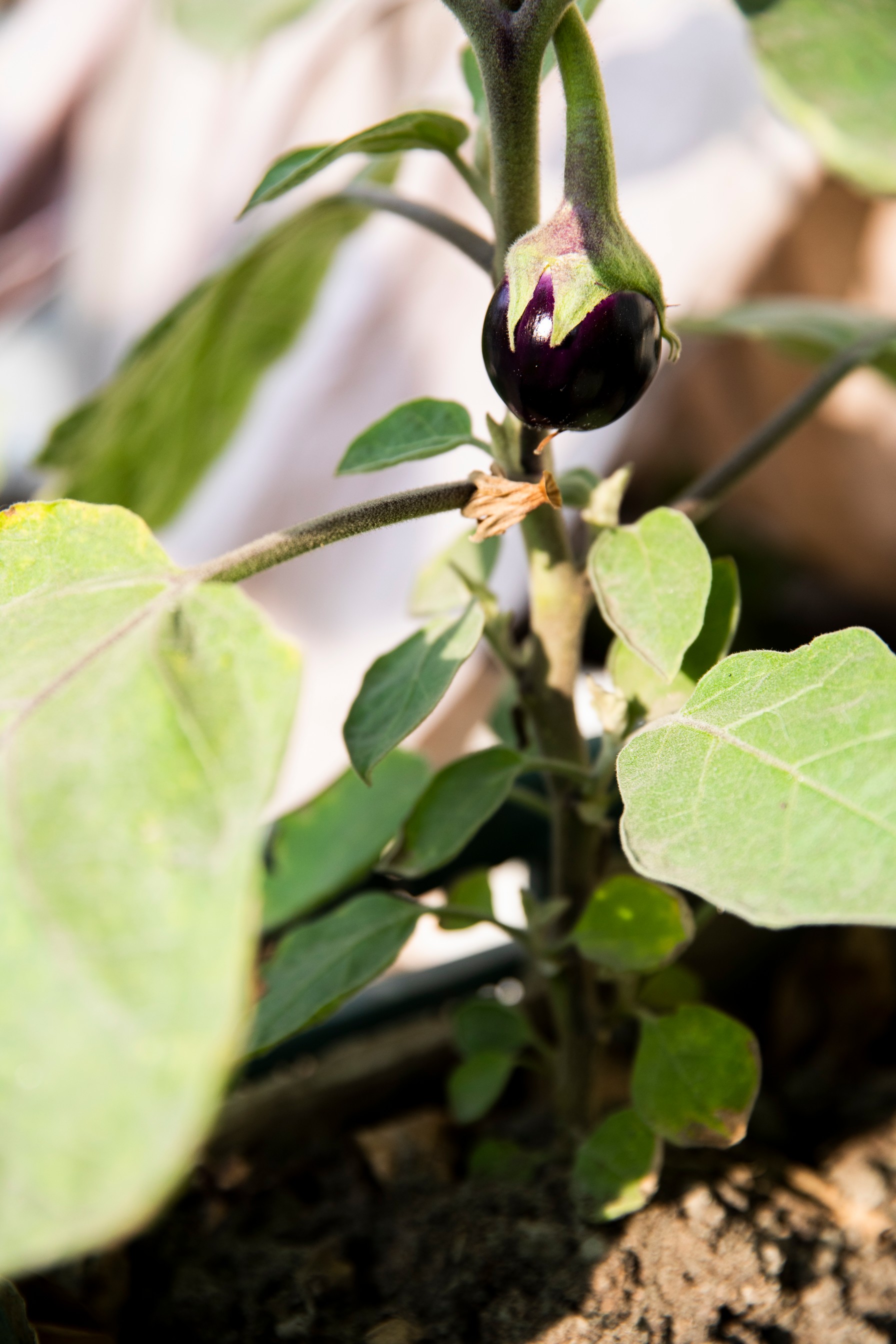 05_gardening_2.jpg    5 hobbies that can boost mental health and clarity 