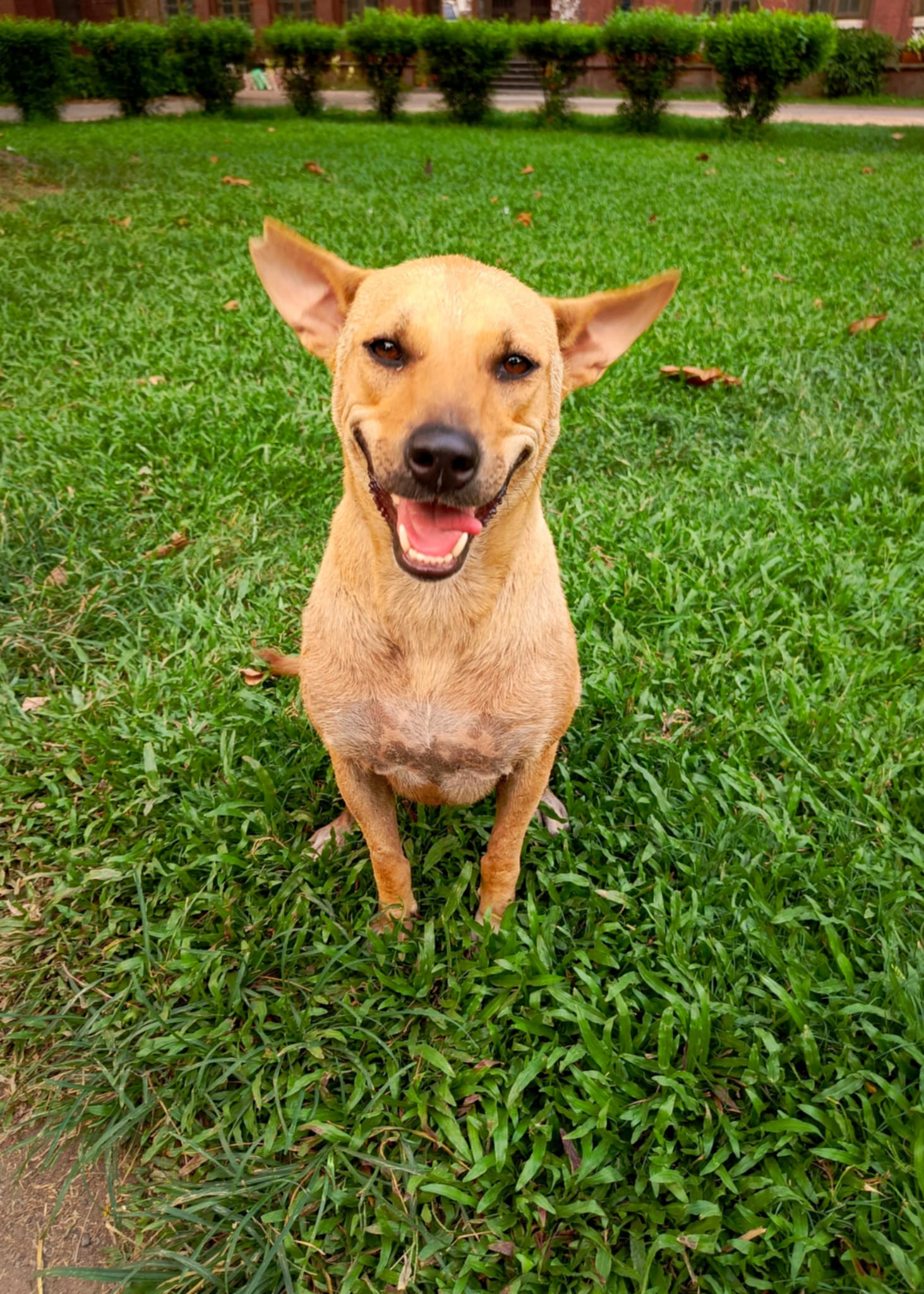 animal_welfare_dhaka_university_2.jpg