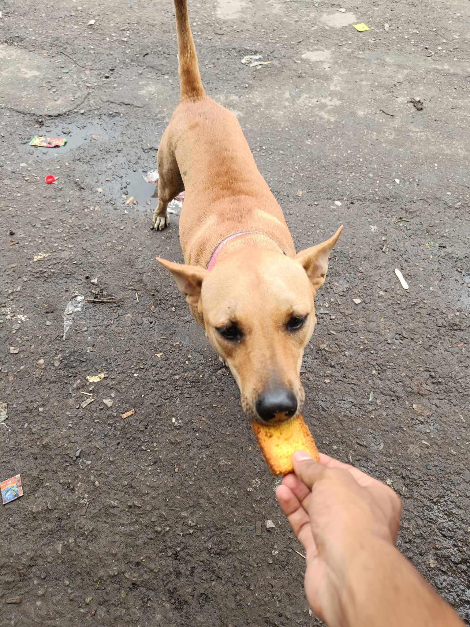 animal_welfare_dhaka_university_3.jpg