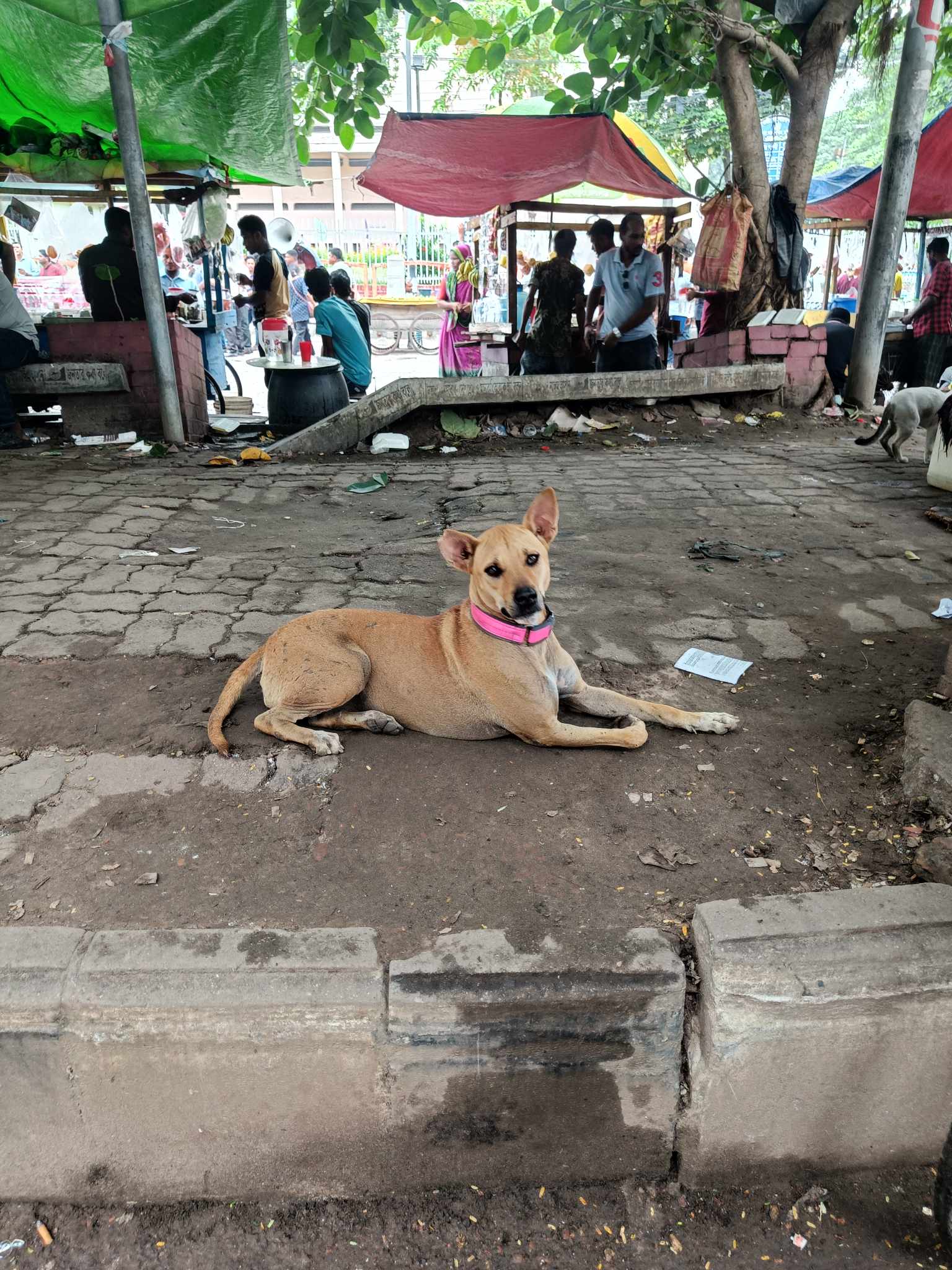animal_welfare_dhaka_university_6.jpg