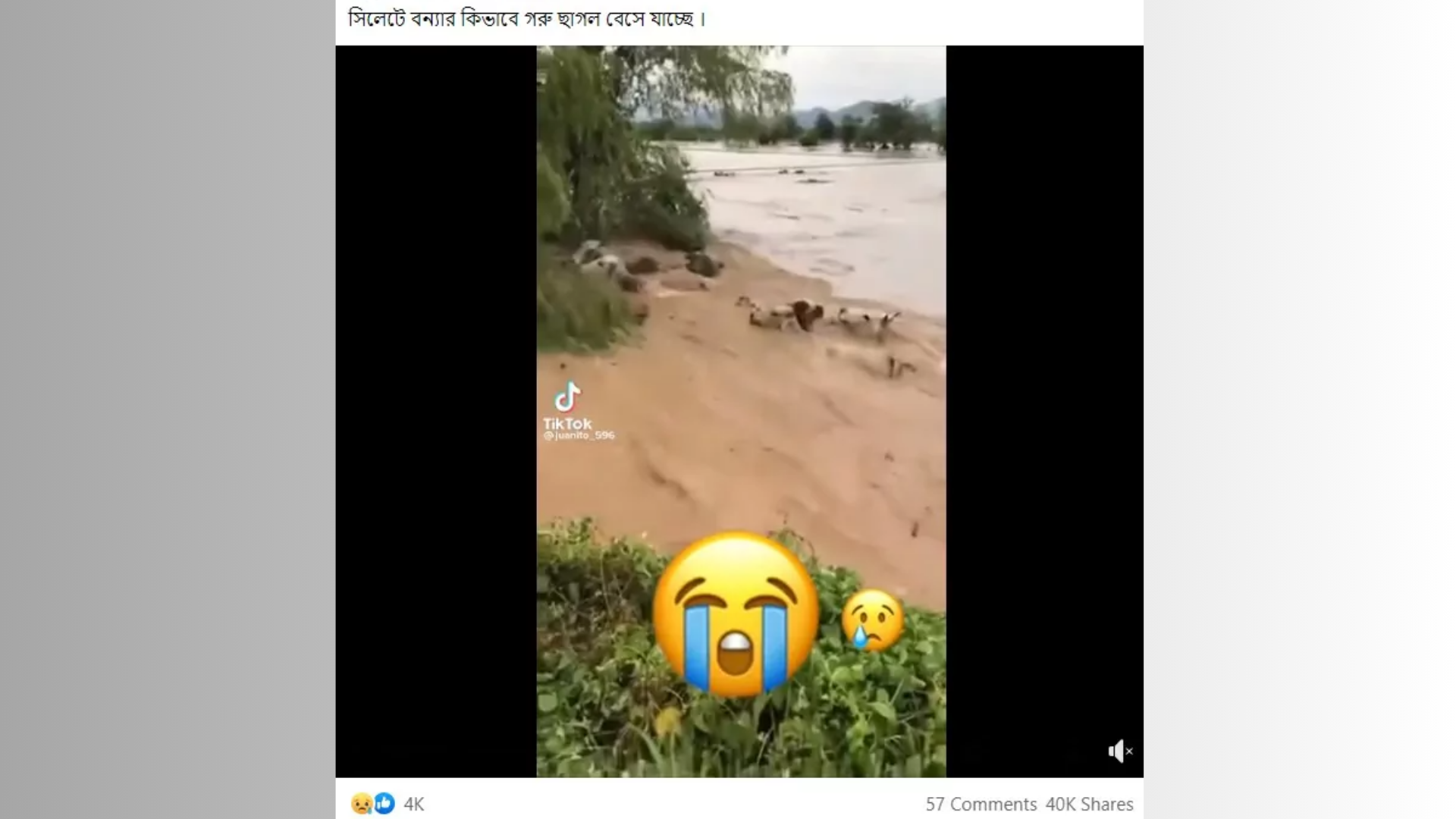 Fake image cattle washed away