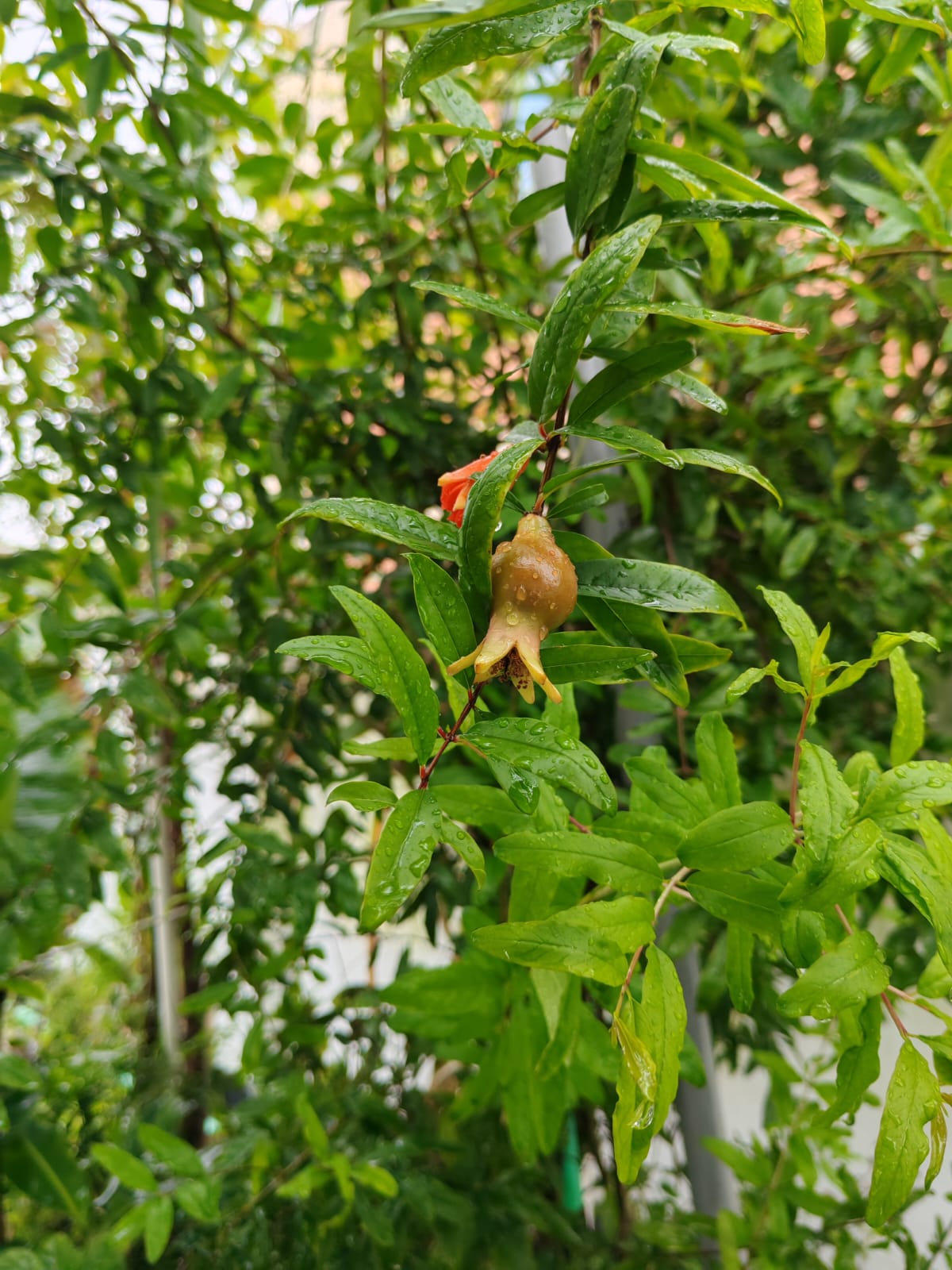 Honor 200 photo 1
