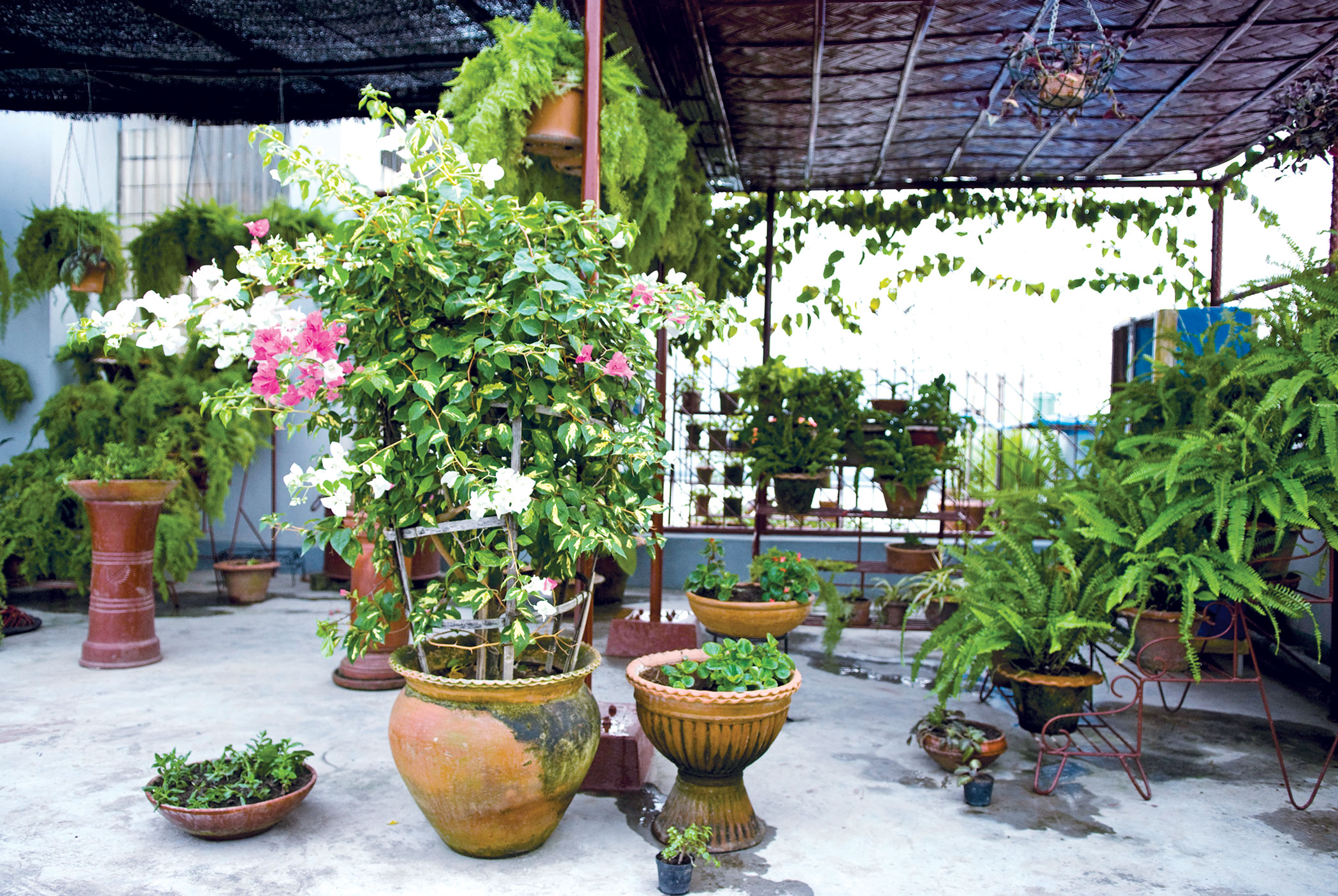 plants2.jpg