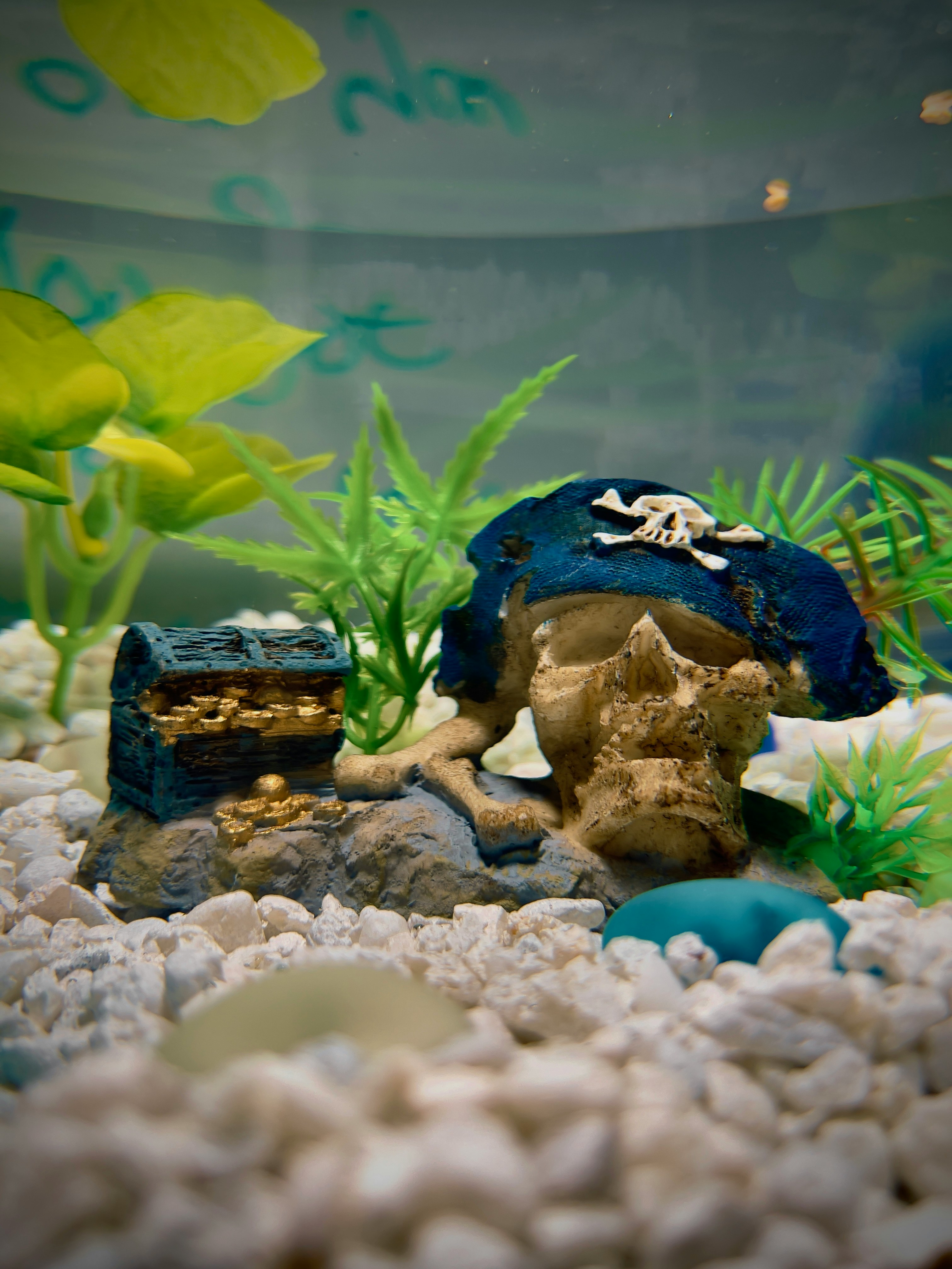 Sick of your fish tank looking like a swamp? Here’s how to clean it!                  jadon-barnes-hiwjtbw4jkw-unsplash.jpg
