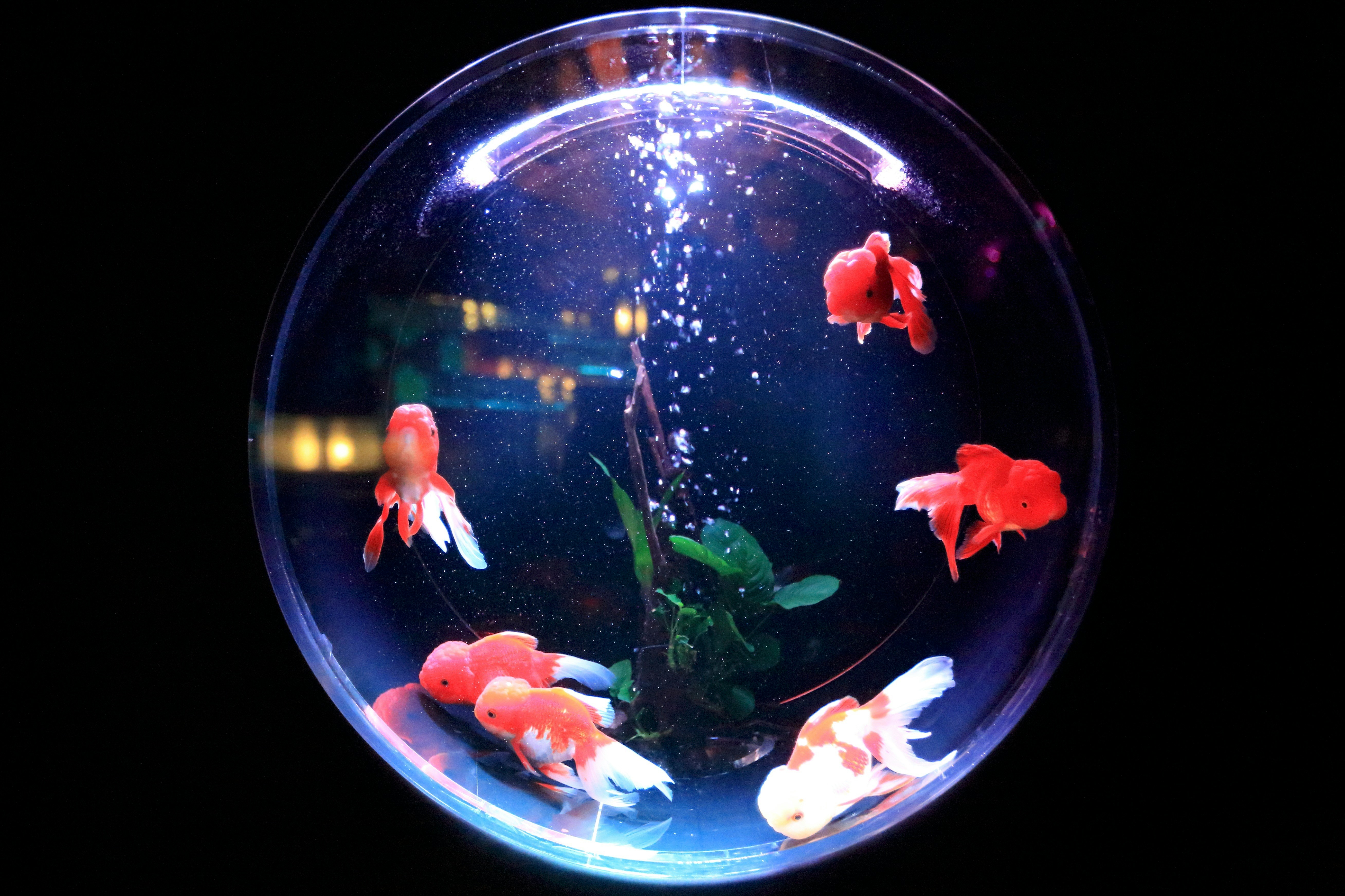 Sick of your fish tank looking like a swamp? Here’s how to clean it!                 kazuend-afp6m-cj0kk-unsplash.jpg