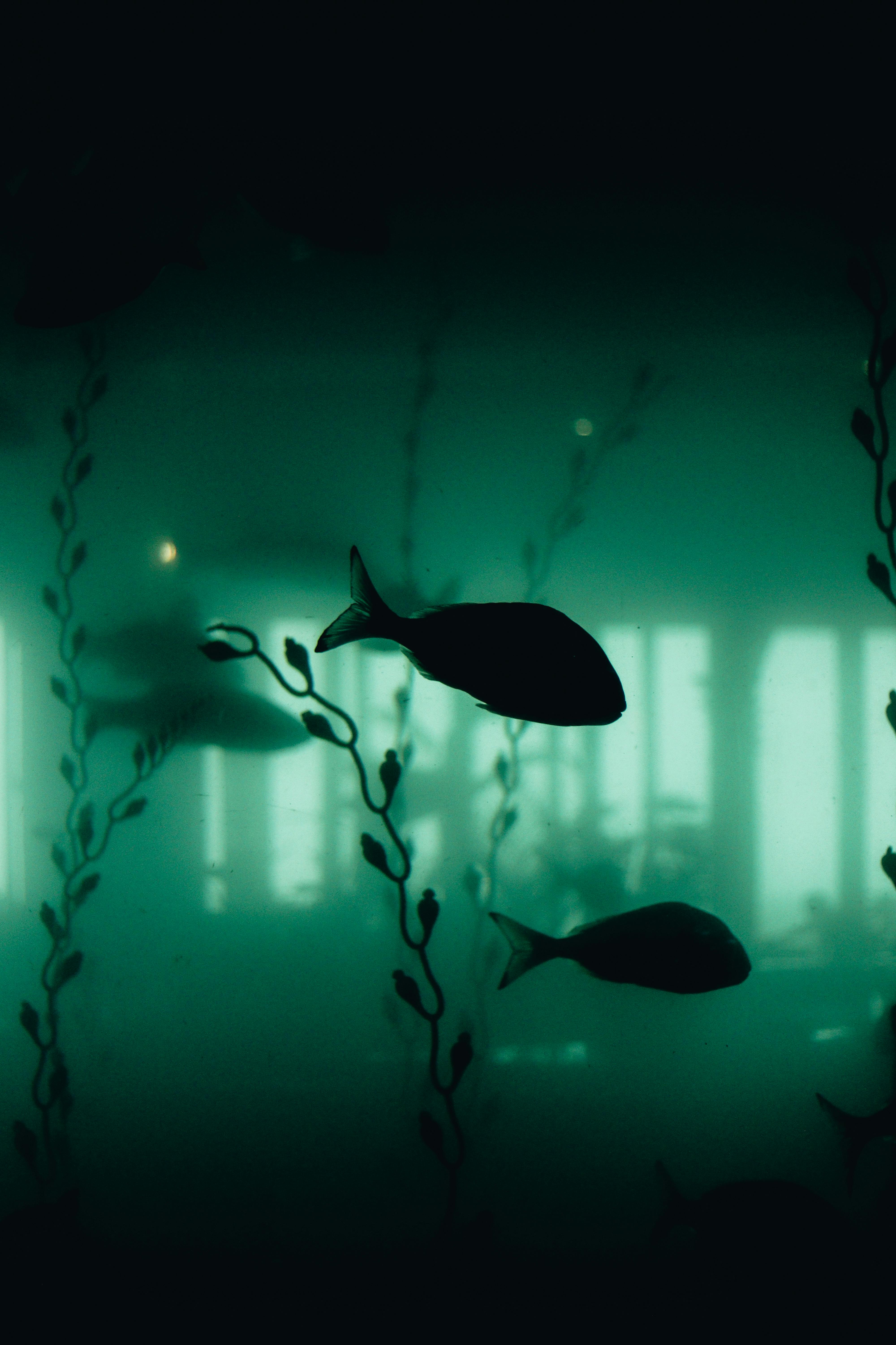 Sick of your fish tank looking like a swamp? Here’s how to clean it!                   pexels-kaplanart-16916020.jpg