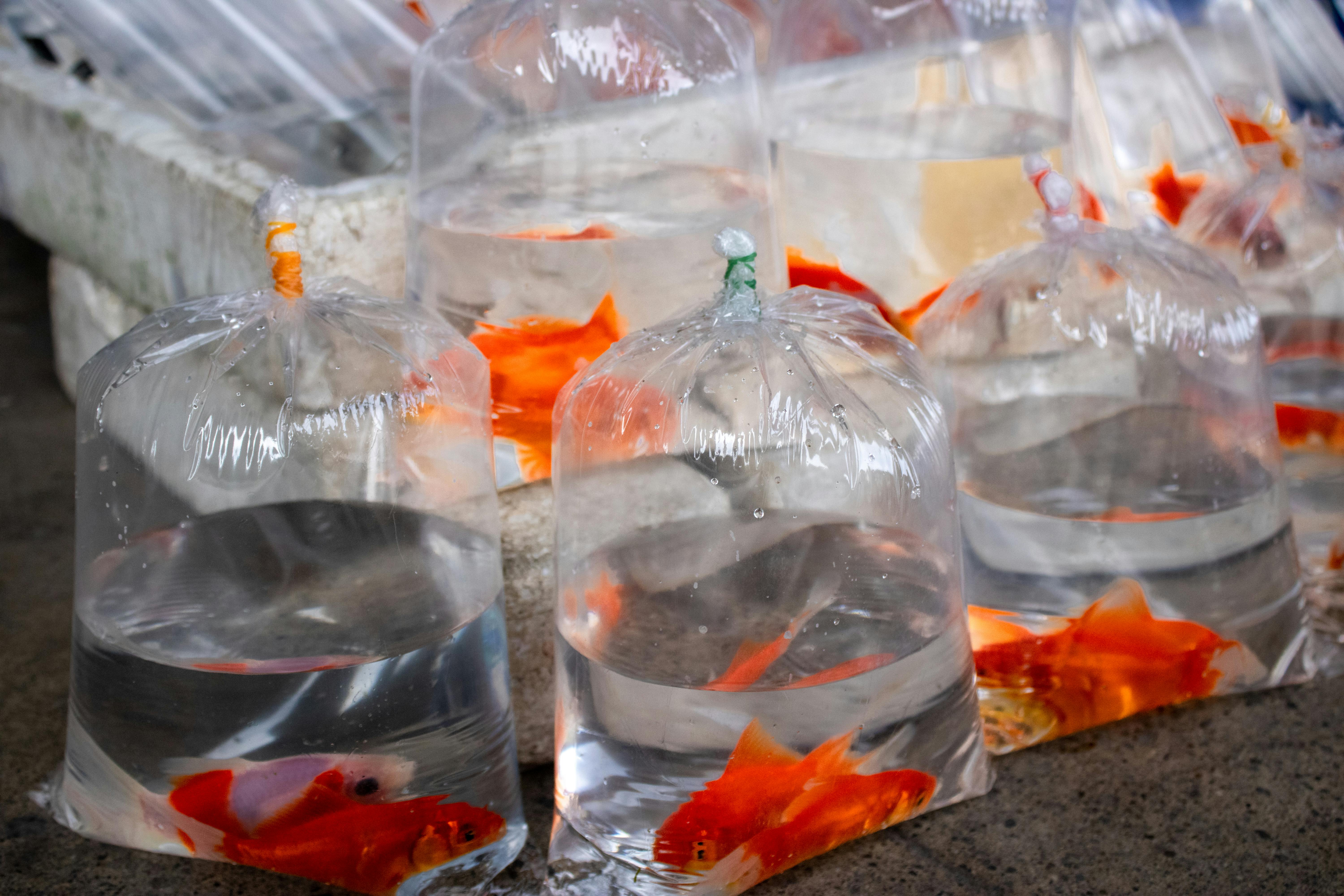 Sick of your fish tank looking like a swamp? Here’s how to clean it!               pexels-neiltakingstills-7107193.jpg