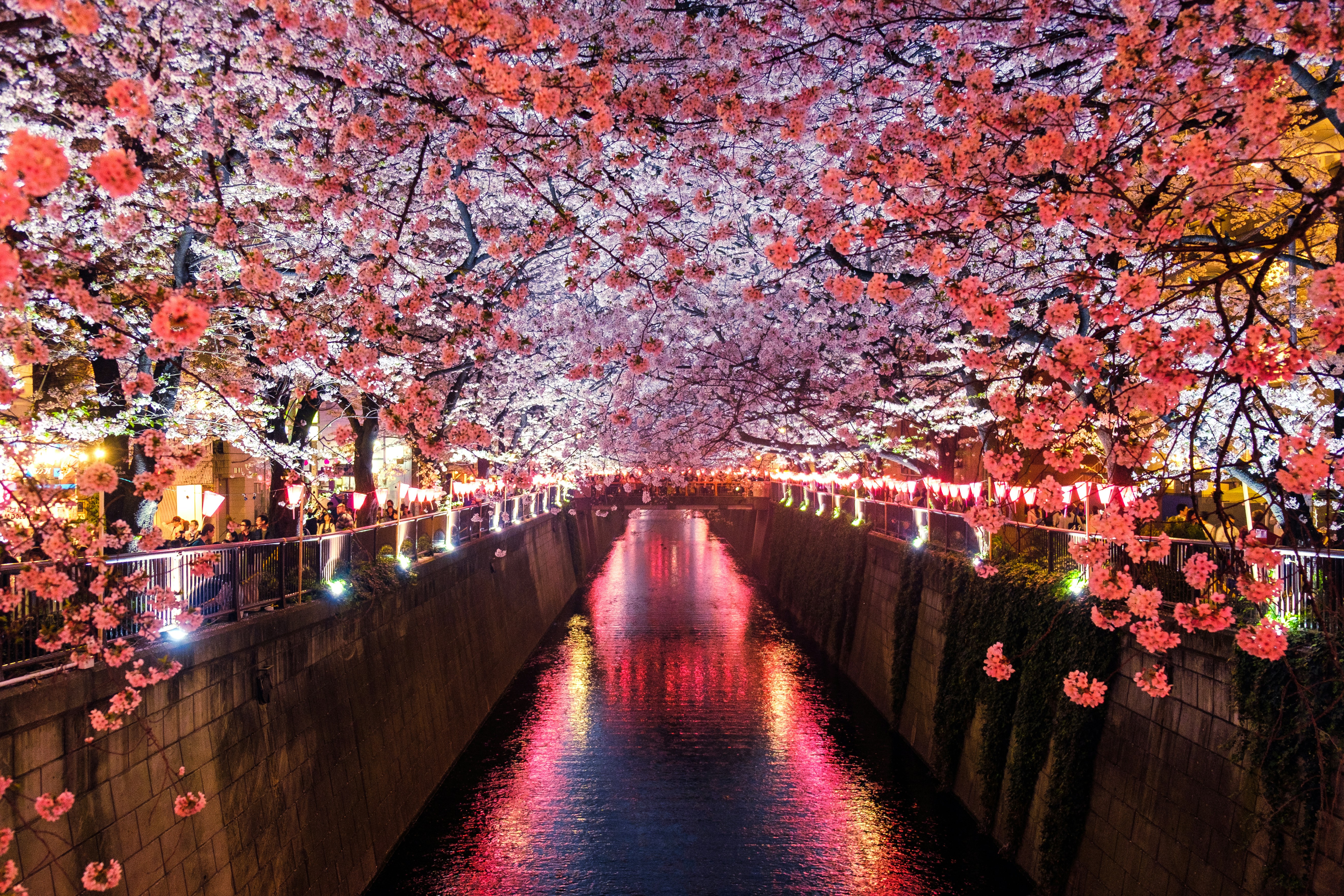 Japan   Seeking thrills? These 7 Halloween destinations will haunt your dreams!      sora-sagano-8sozj8jf0s8-unsplash.jpg